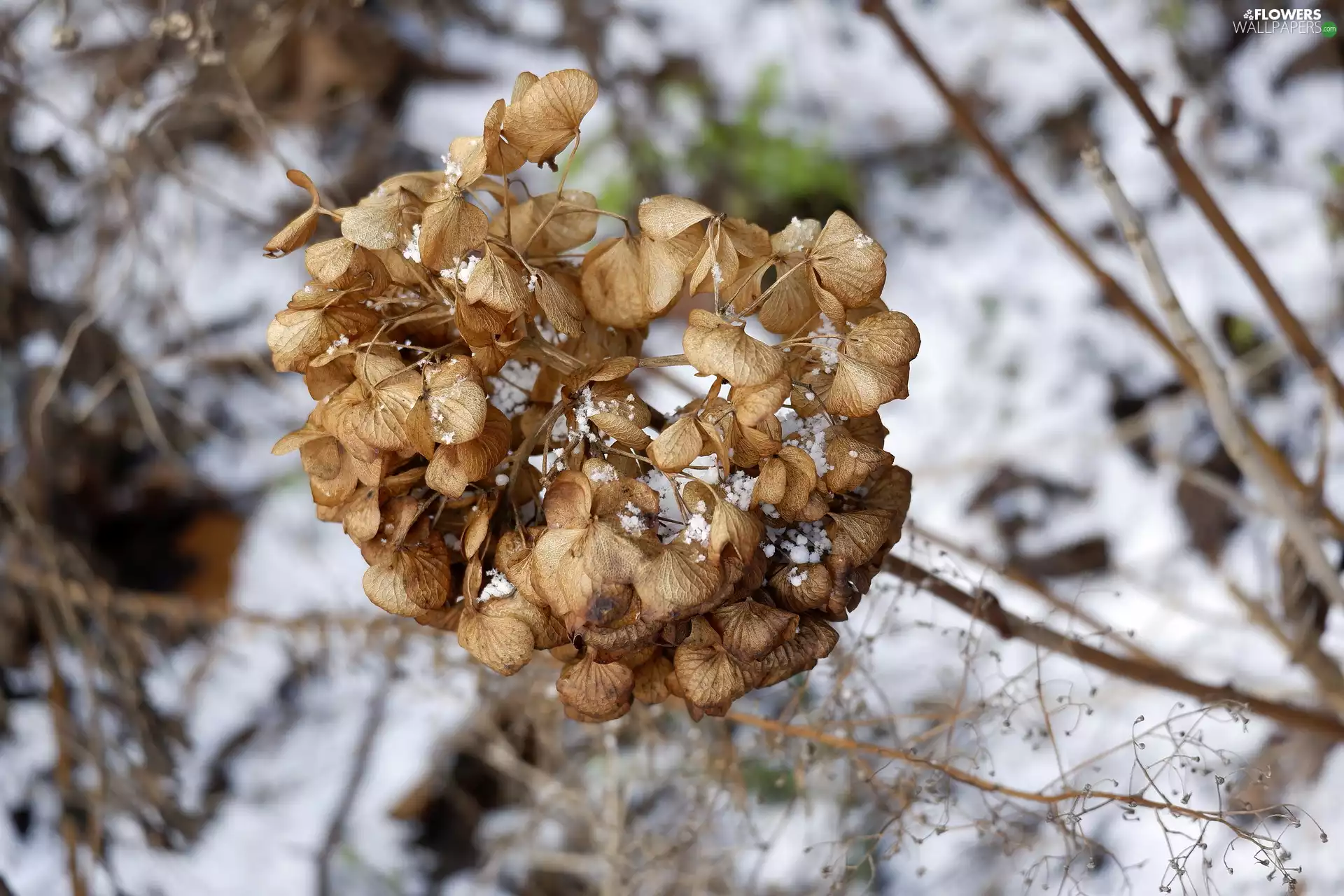 hydrangea, dry, Colourfull Flowers