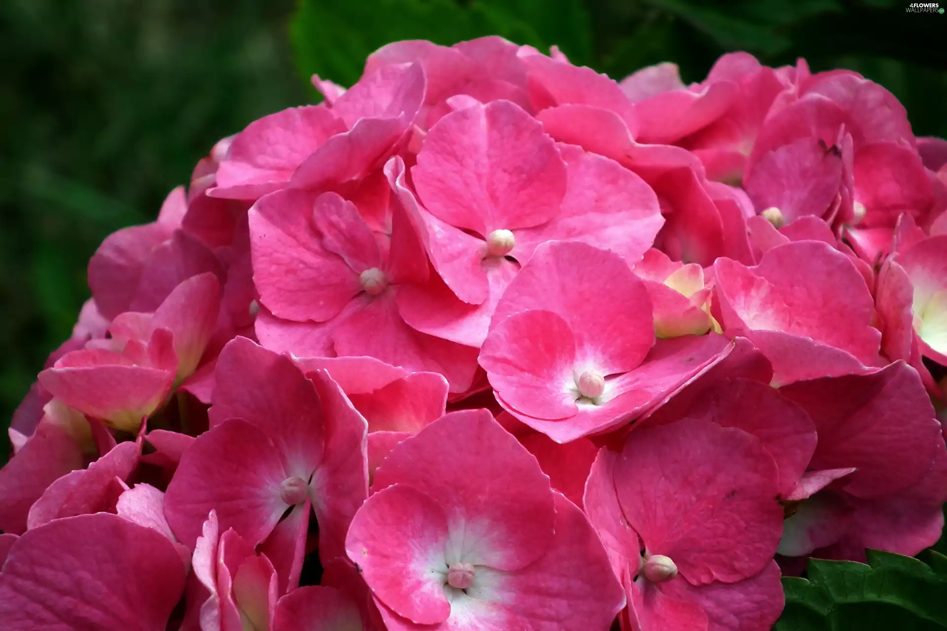 hydrangea, nature, Colourfull Flowers