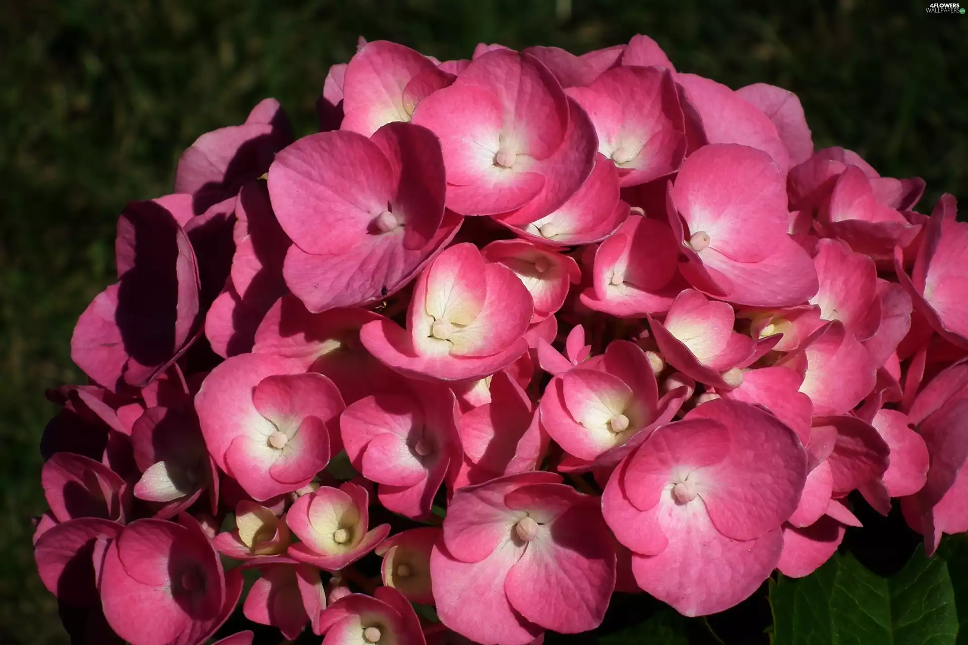 hydrangea, nature, Colourfull Flowers