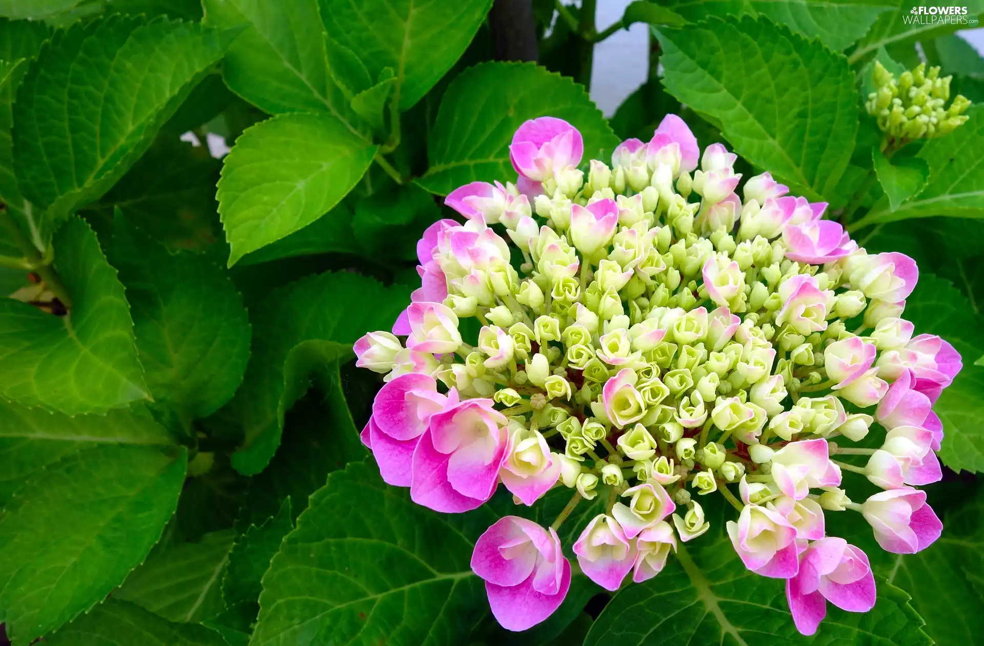 Colourfull Flowers, hydrangea, Leaf, Pink