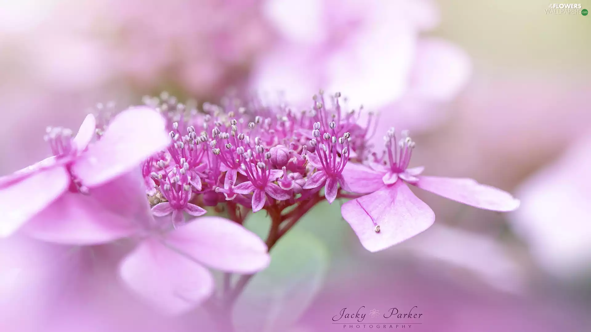 Colourfull Flowers, hydrangea, rapprochement, Pink
