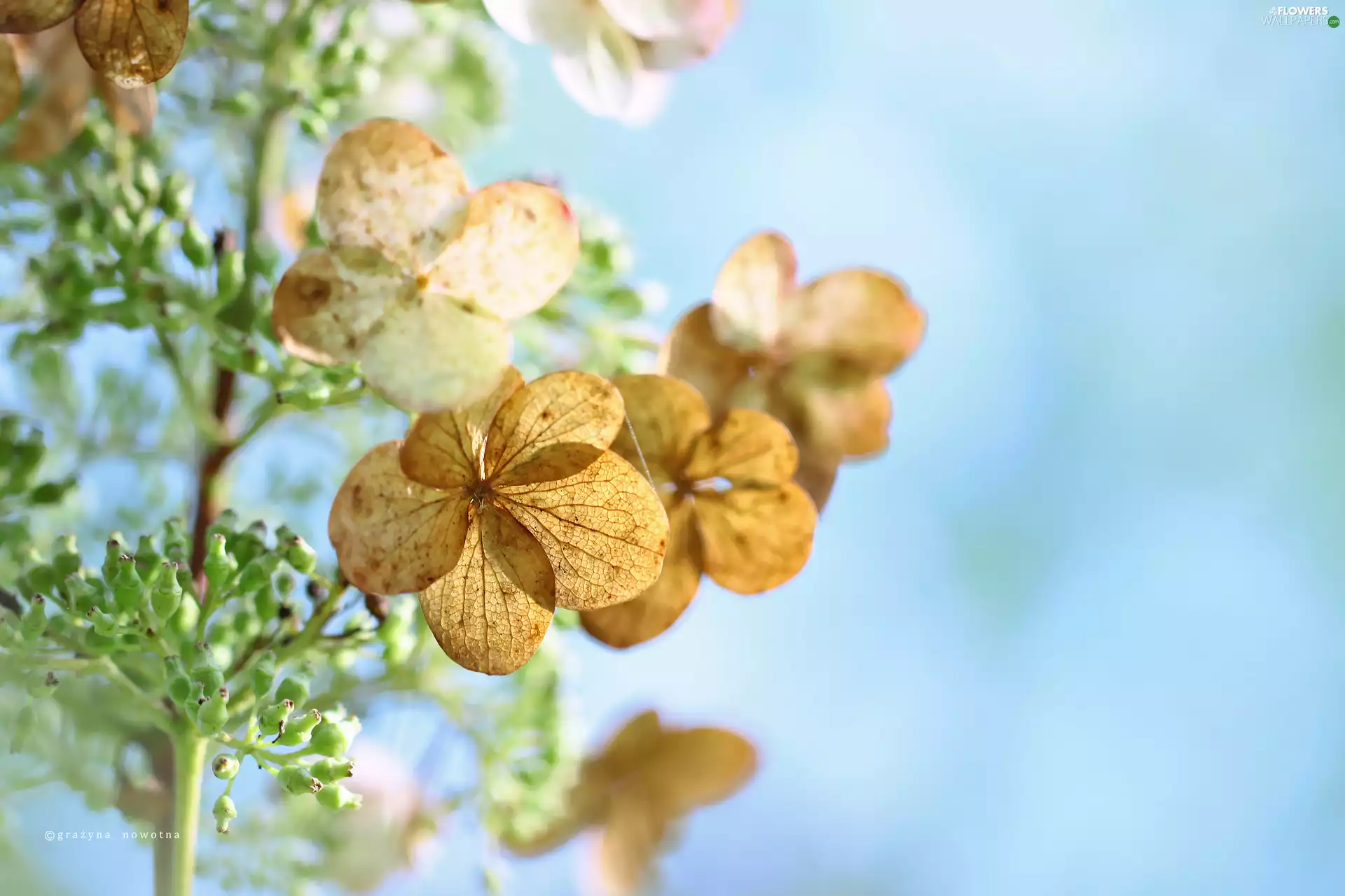 hydrangea, Flowers