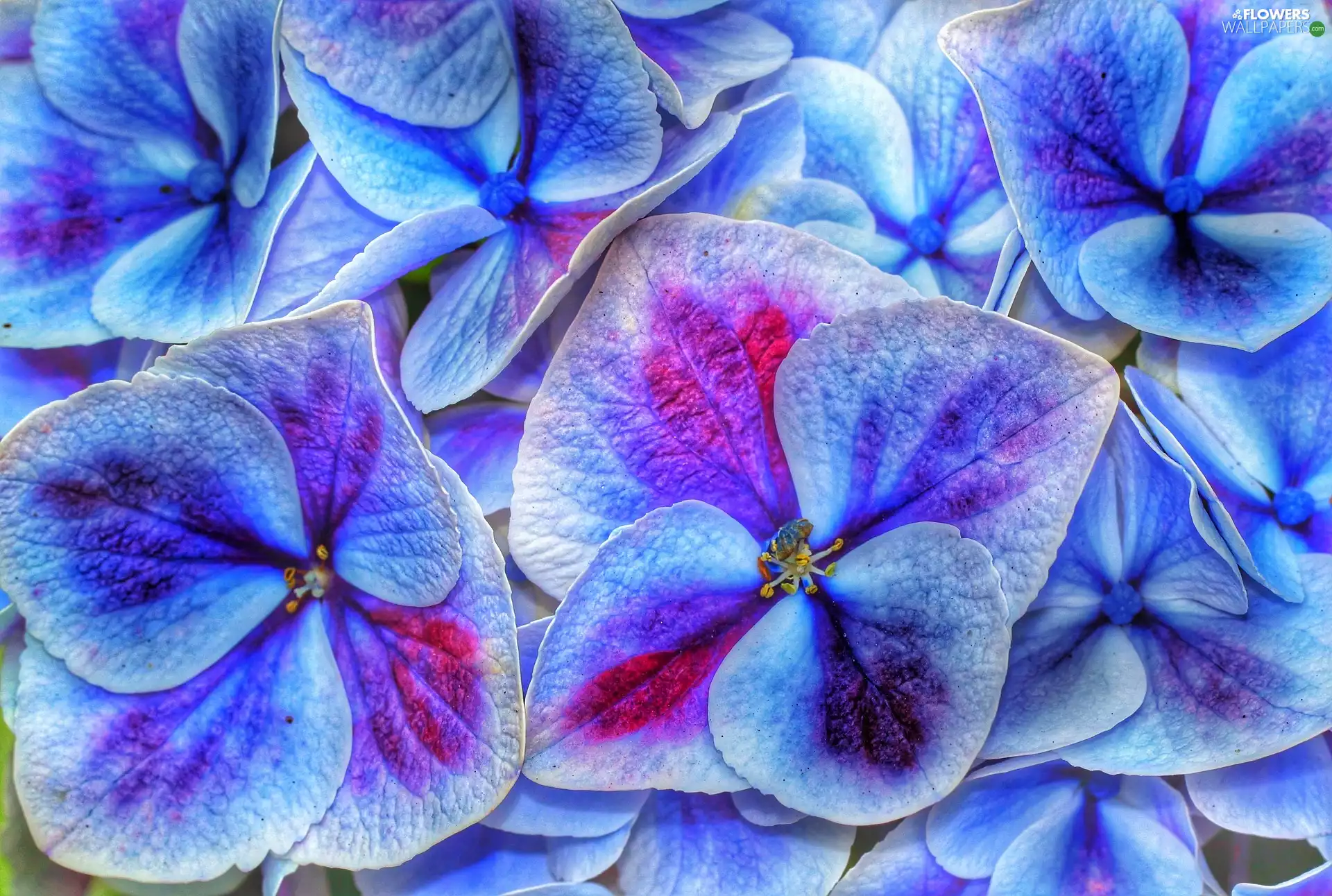 Flowers, Blue, hydrangeas