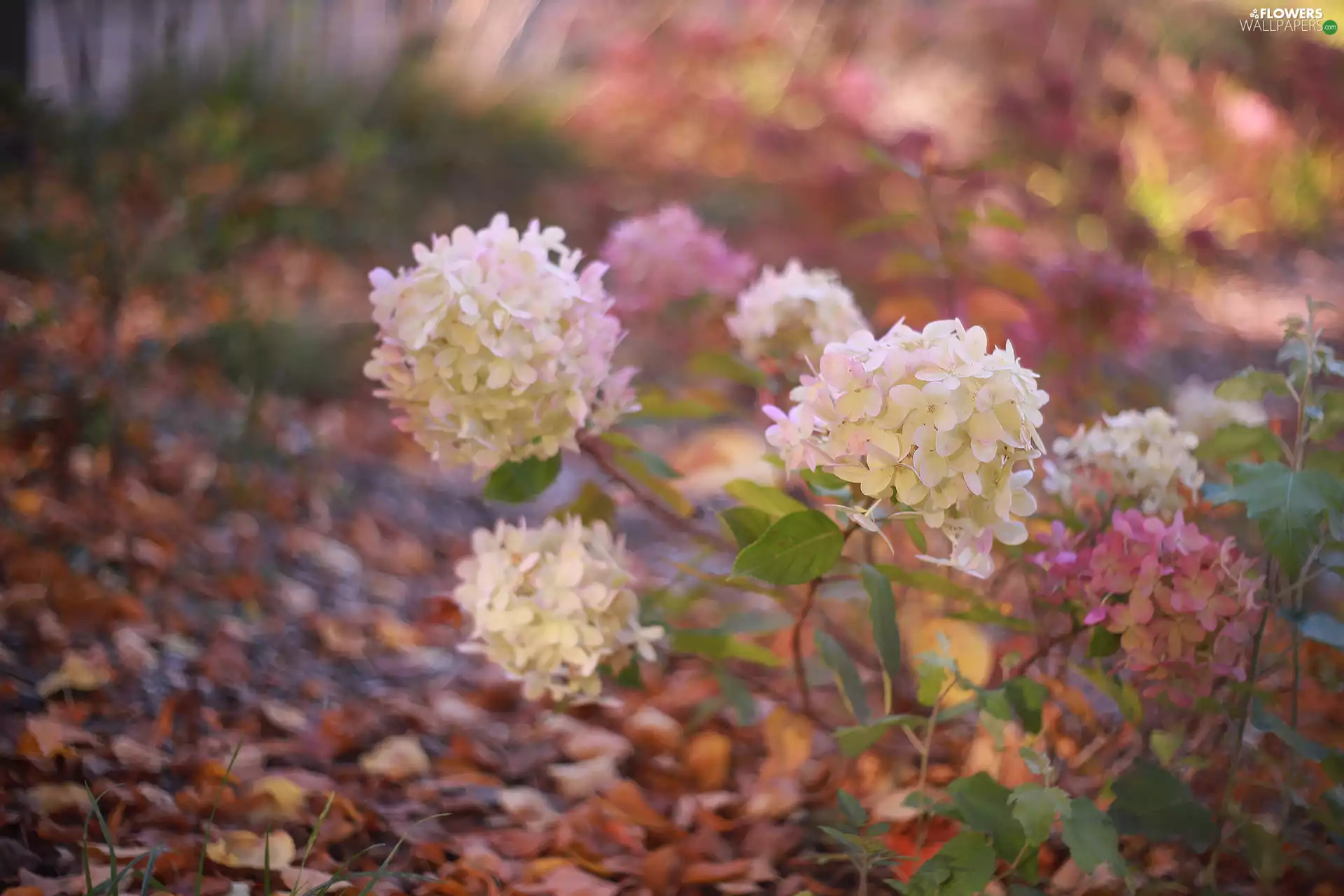Flowers, White, hydrangeas