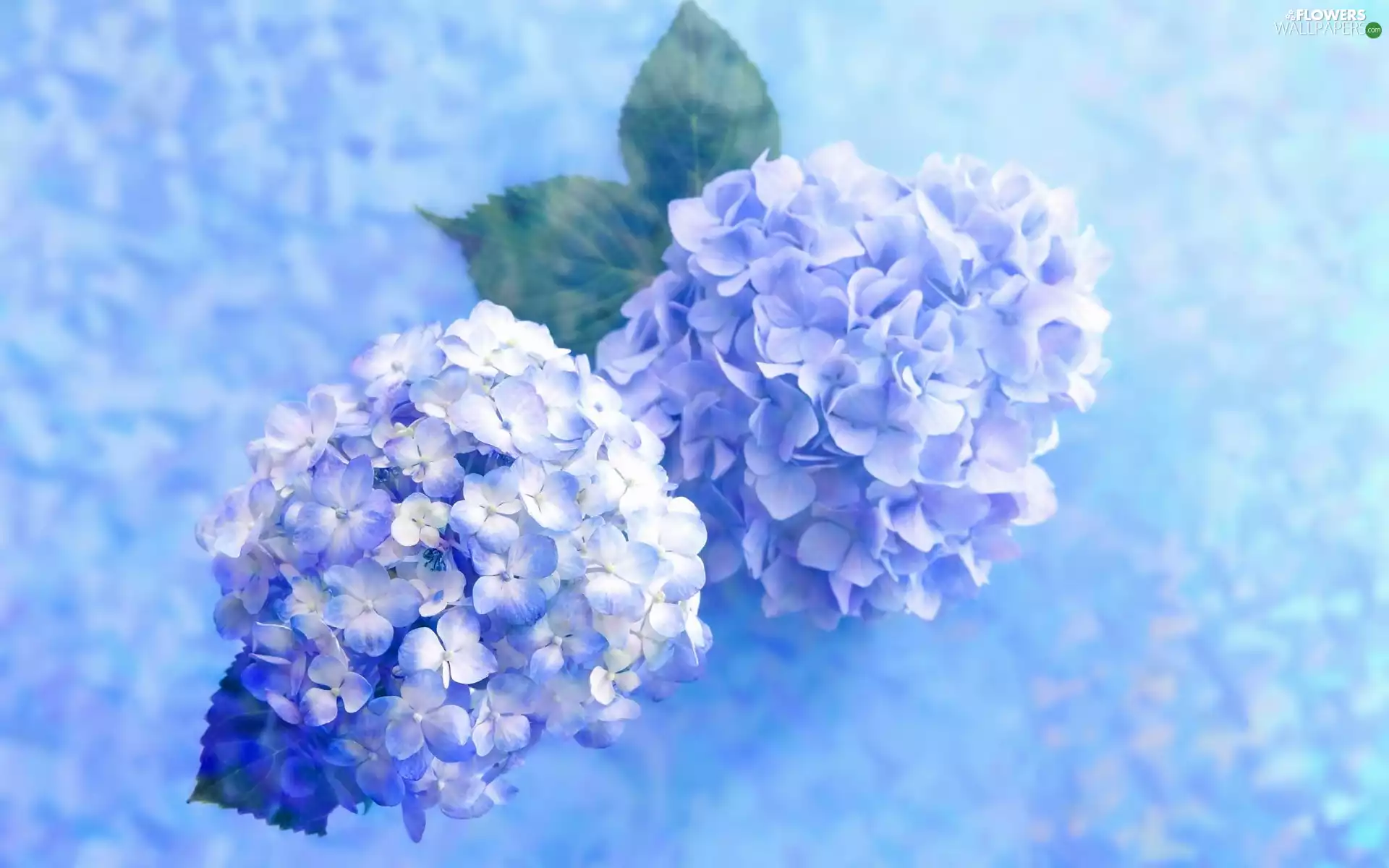 Flowers, hydrangeas