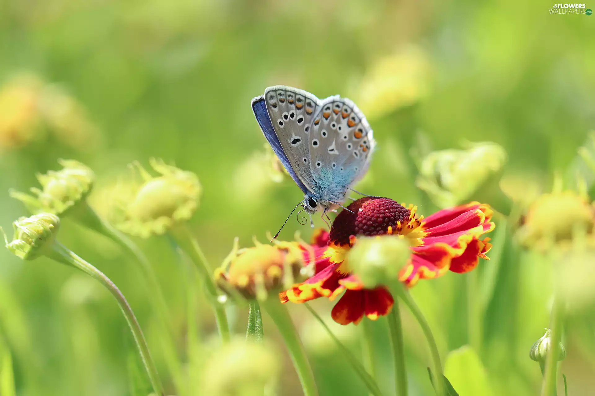butterfly, Helenium Hybridum, Flowers, Dusky Icarus