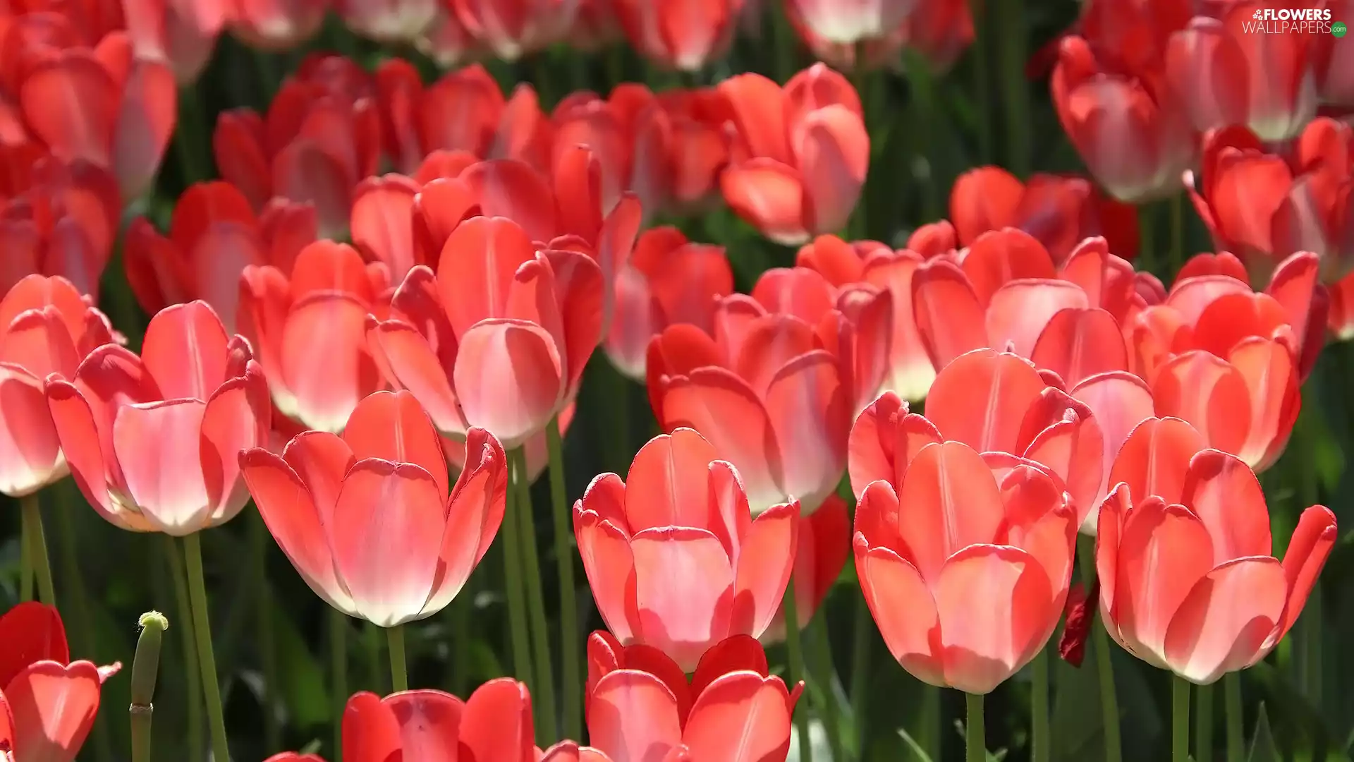 illuminated, Red, Tulips, Flowers