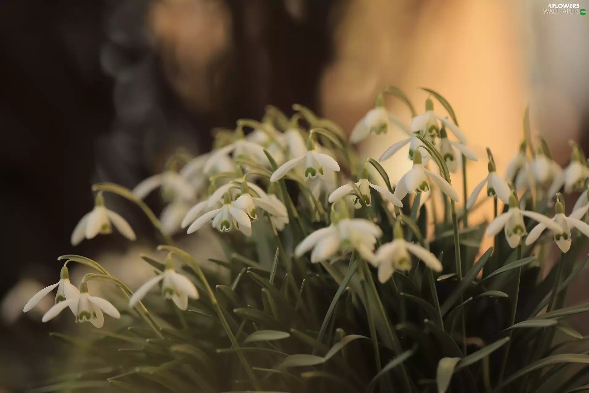 White, Flowers, inclined, snowdrops, cluster