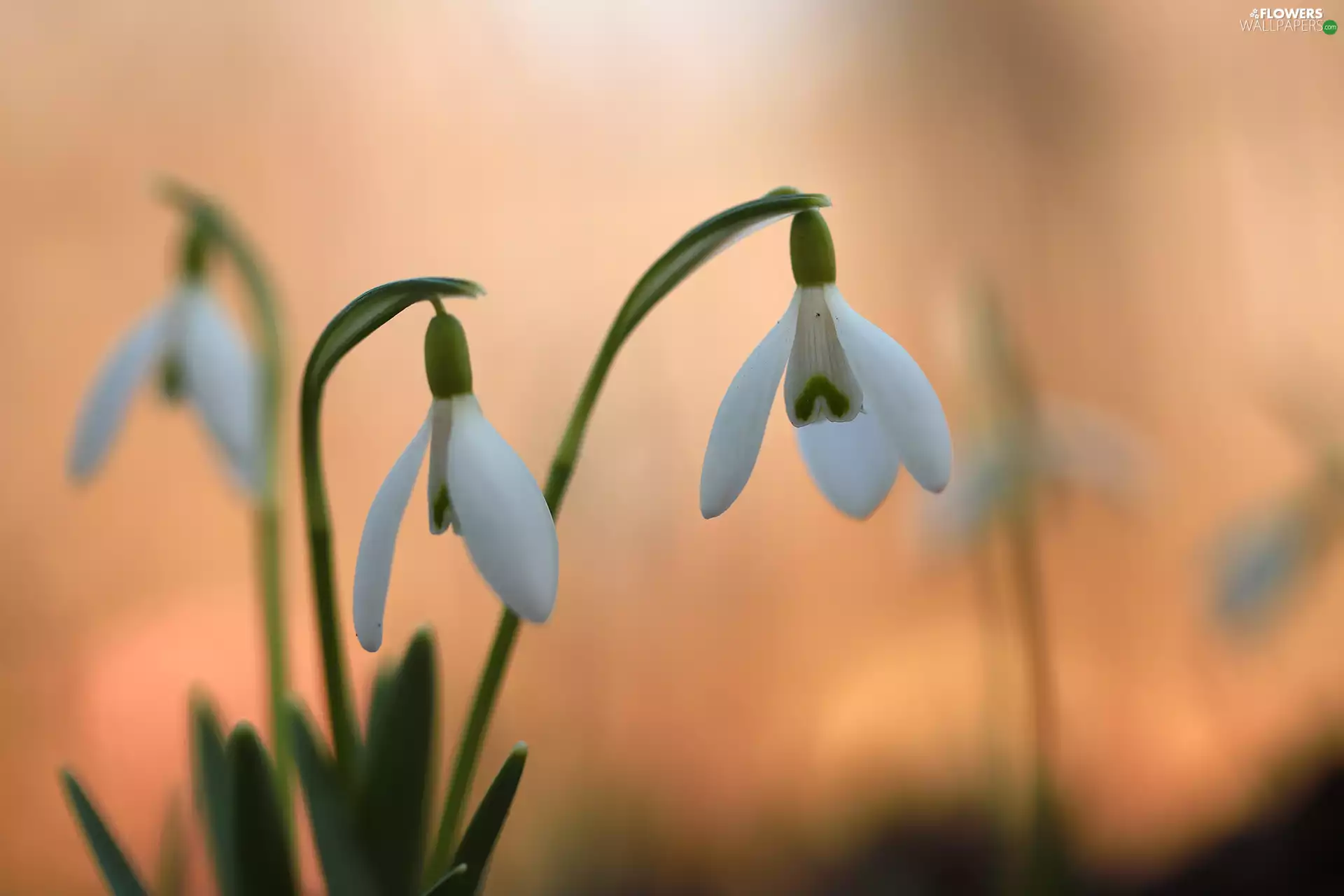 Flowers, snowdrops, inclined