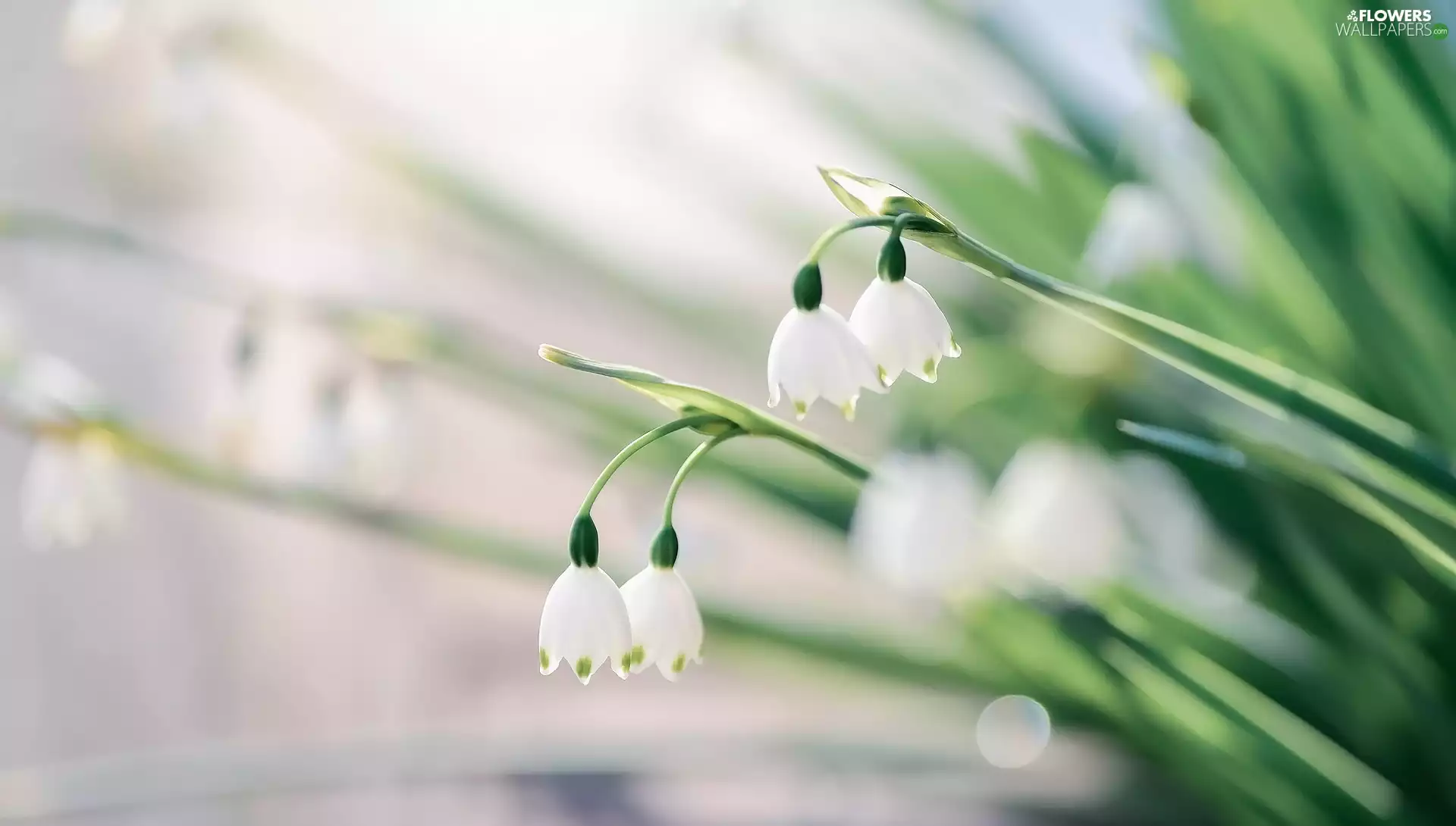 inclined, Leucojum, White, Flowers