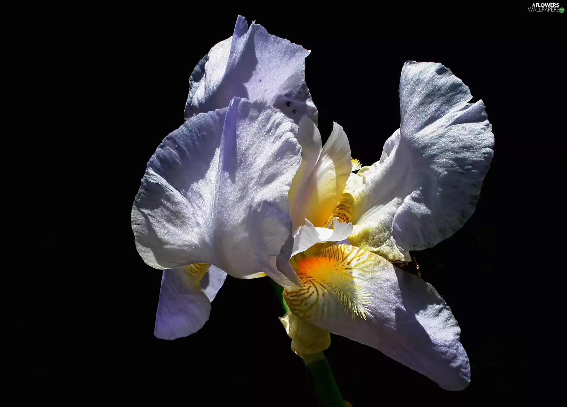 iris, nature, Colourfull Flowers