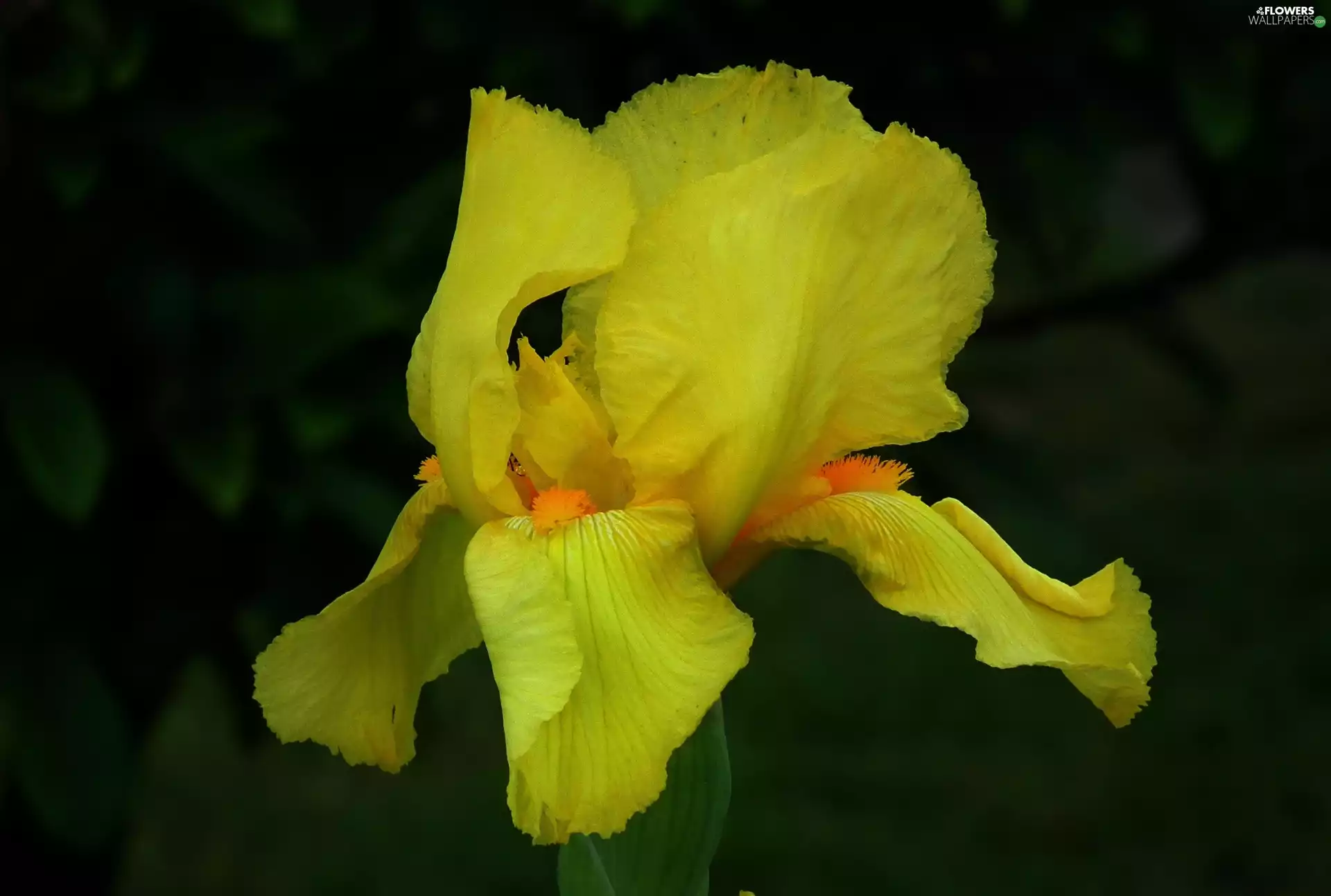iris, nature, Colourfull Flowers