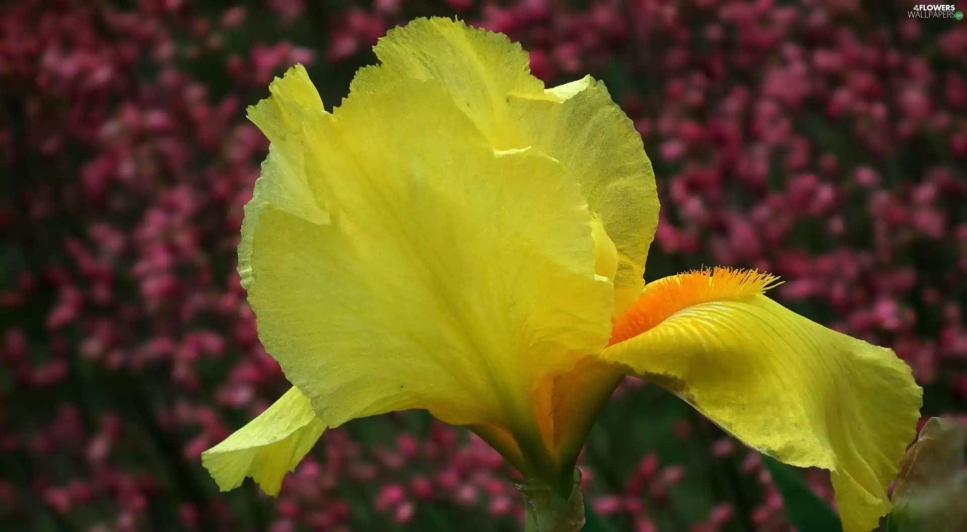 iris, nature, Colourfull Flowers