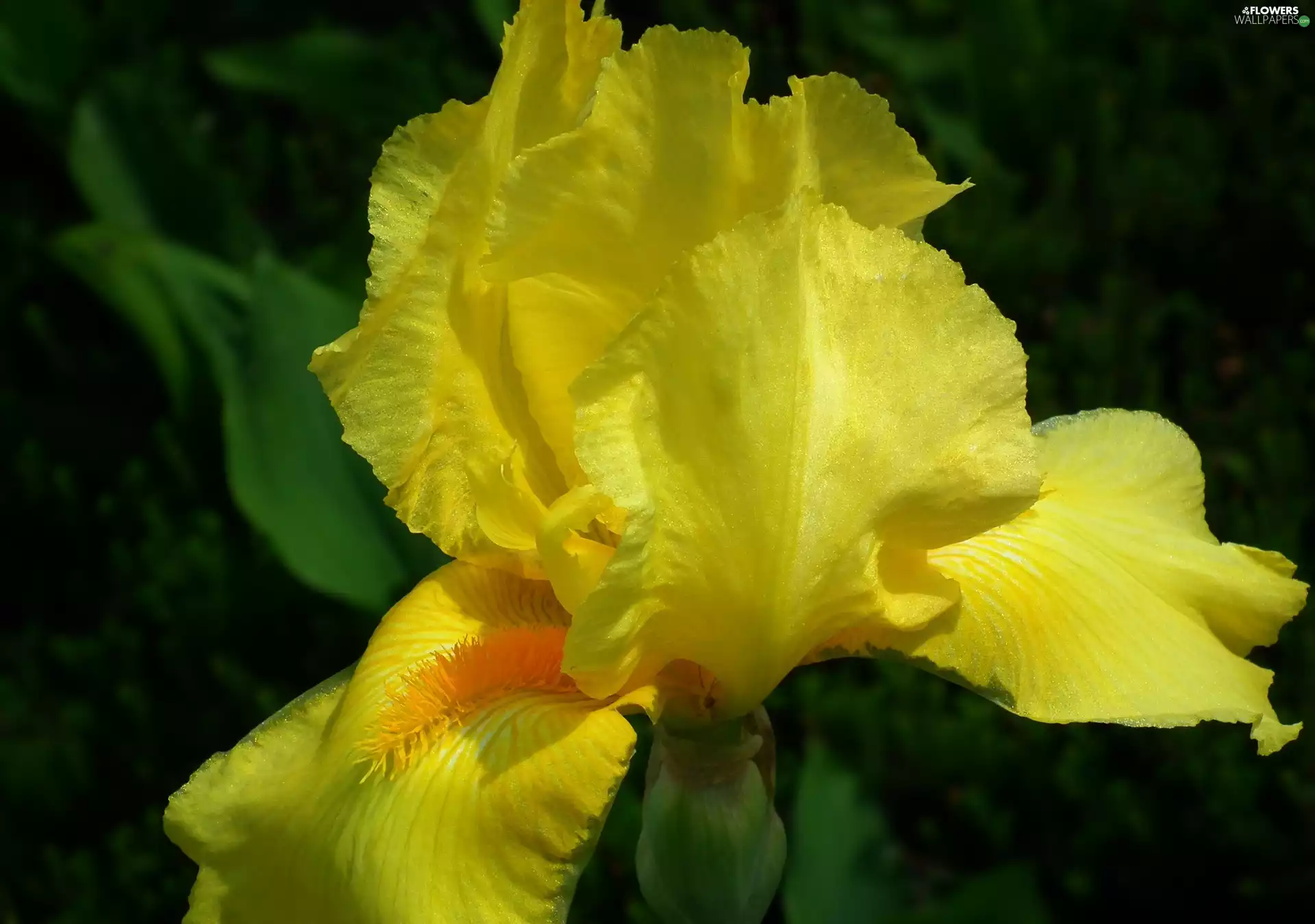iris, nature, Colourfull Flowers