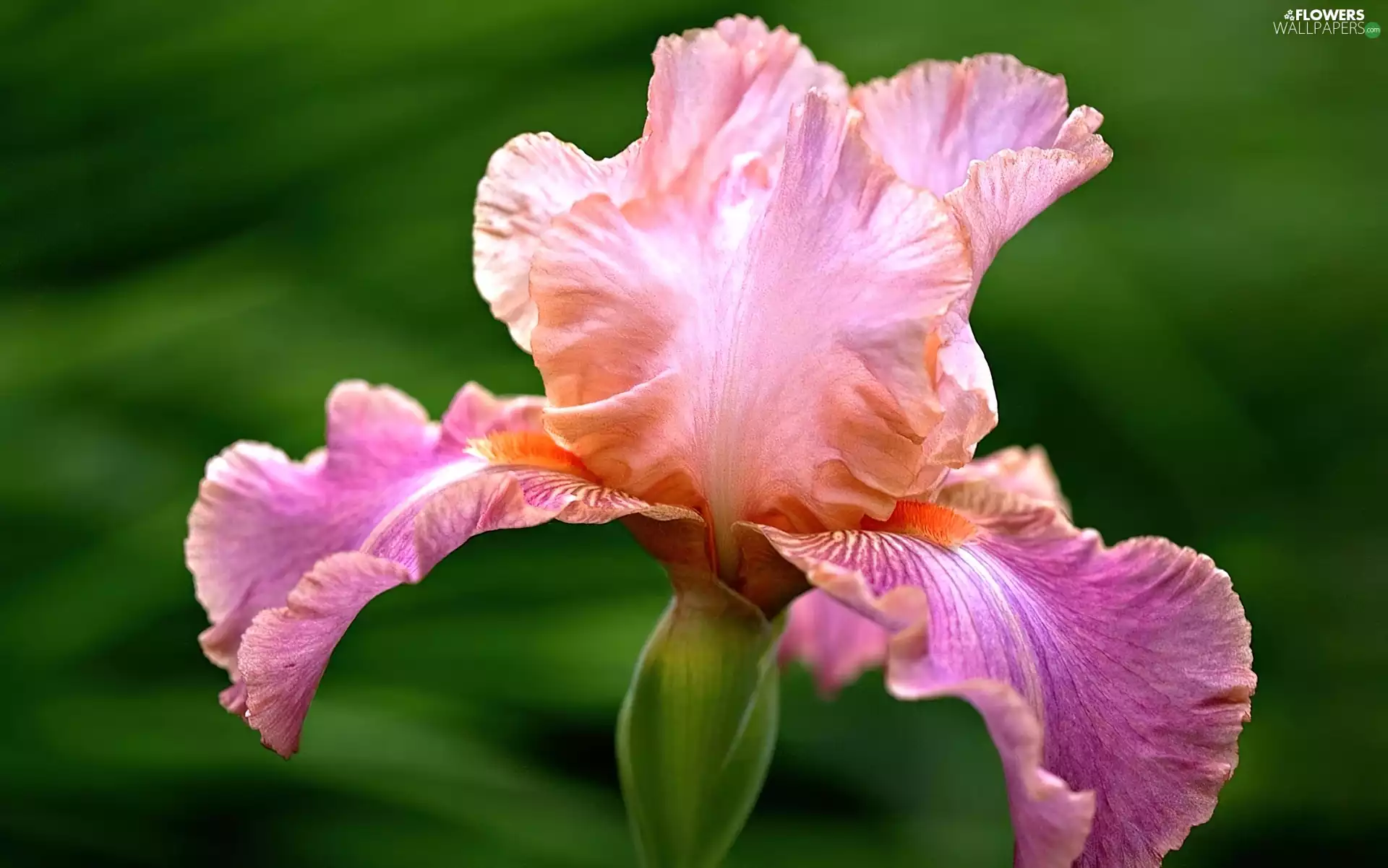 iris, Pink, Colourfull Flowers