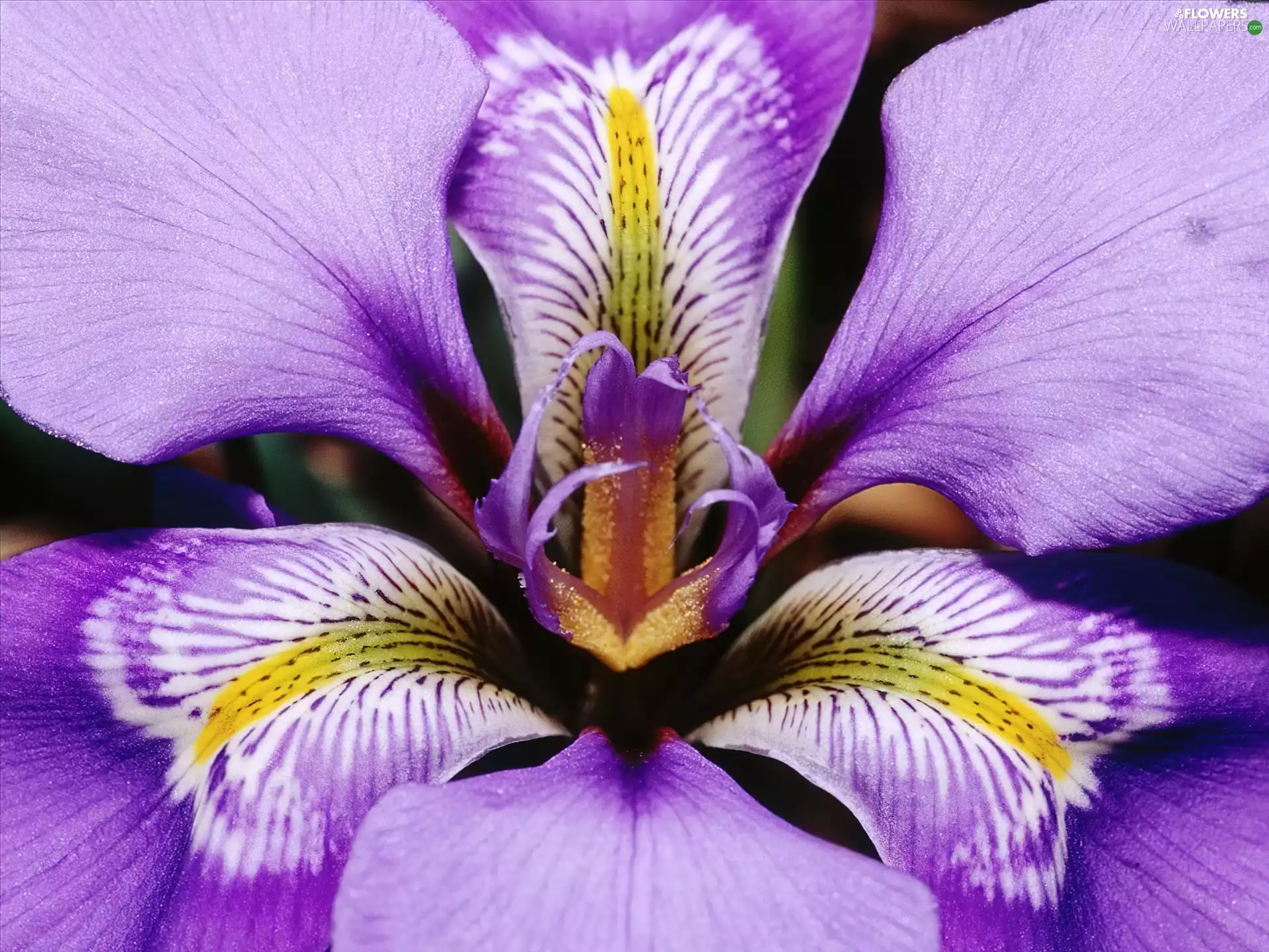 iris, Violet, Colourfull Flowers