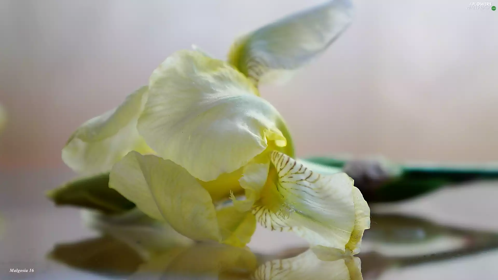 iris, Yellow, Colourfull Flowers