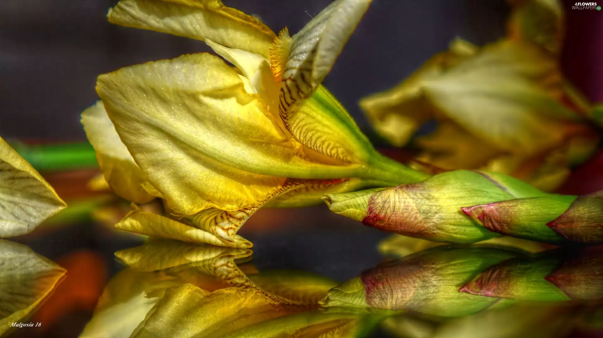 Colourfull Flowers, iris, reflection, Yellow
