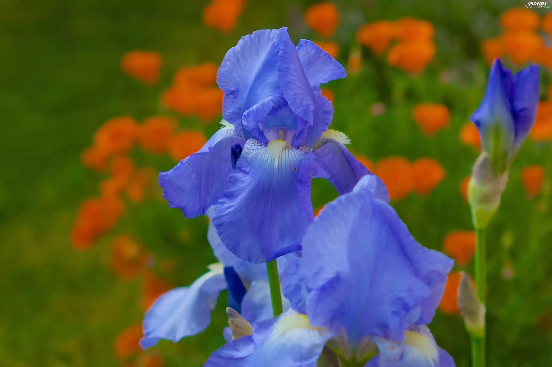 Flowers, iris