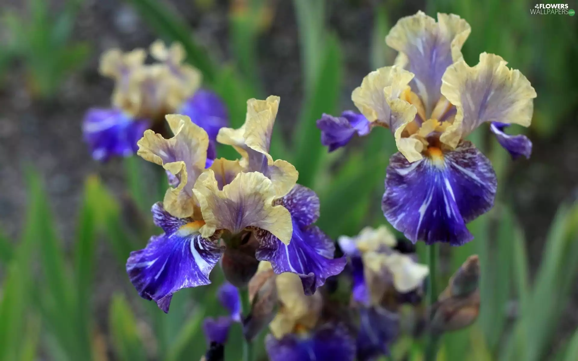 Flowers, Irises
