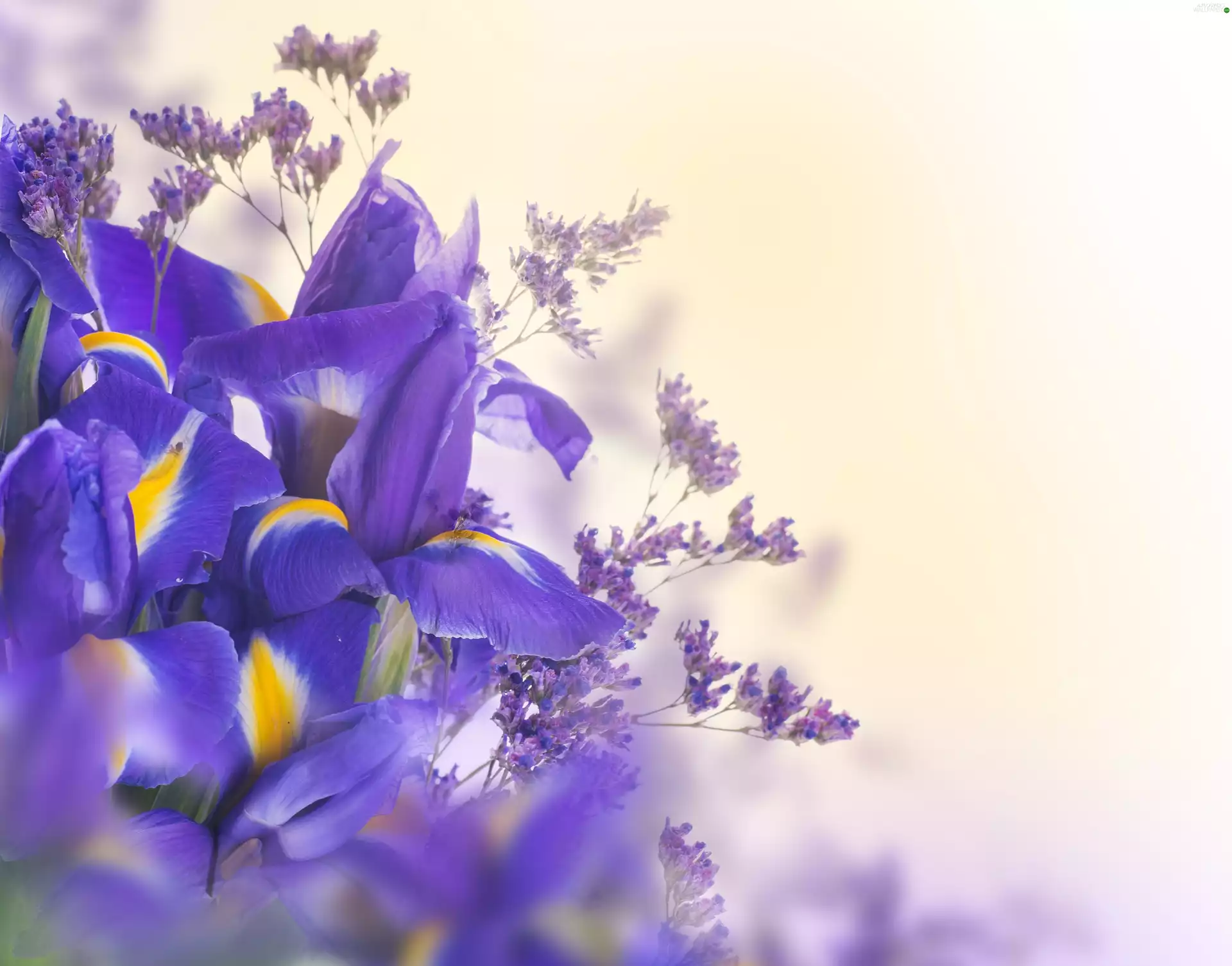 Flowers, Irises