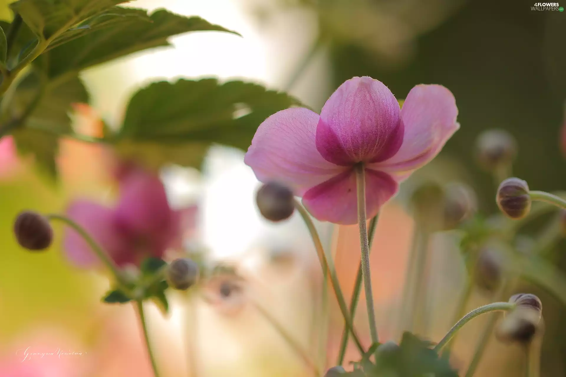 Flowers, Anemones, Japanese