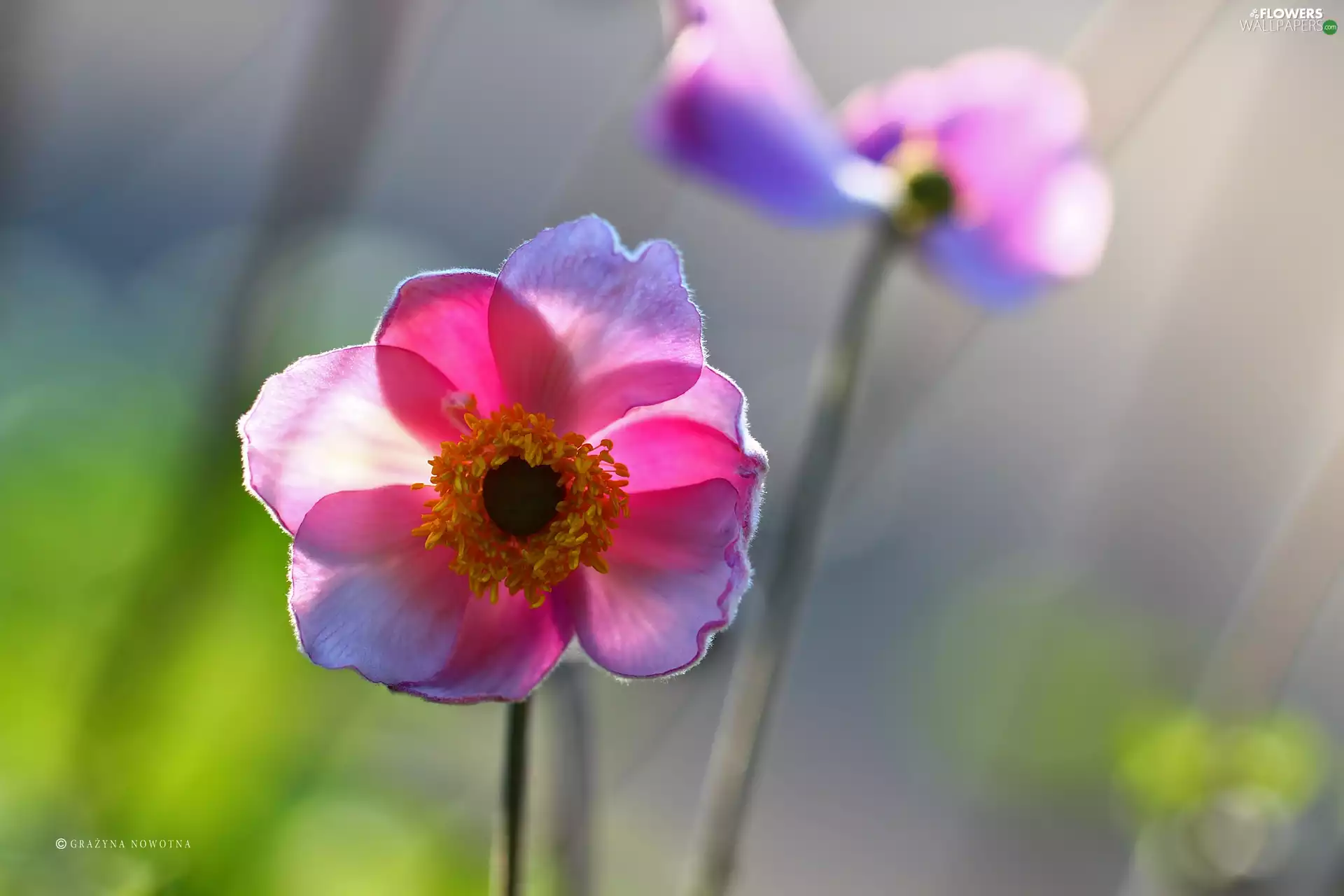 Japanese anemone, Colourfull Flowers