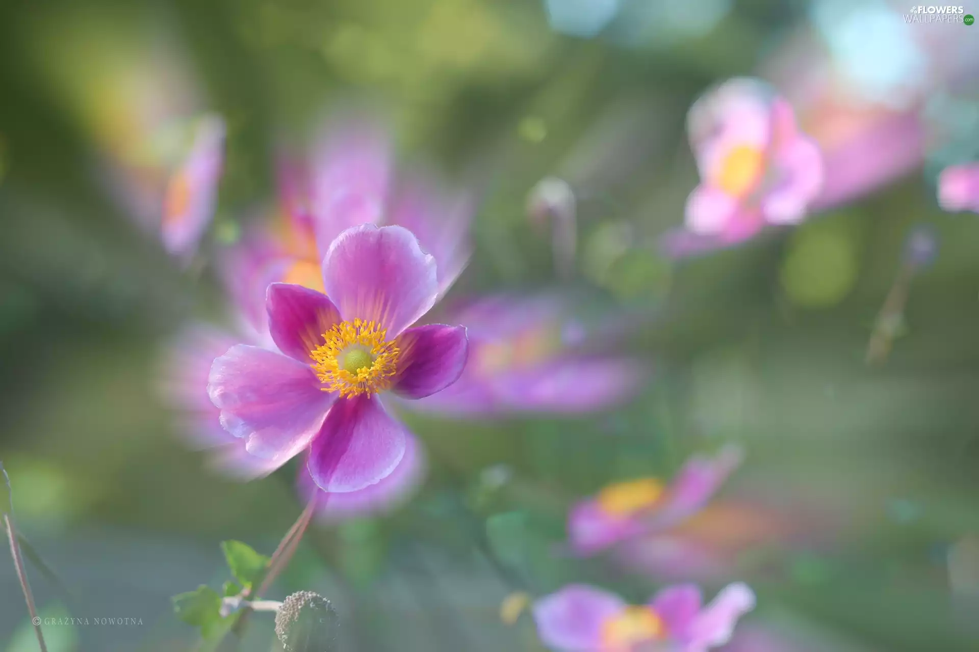 Japanese anemone, Colourfull Flowers