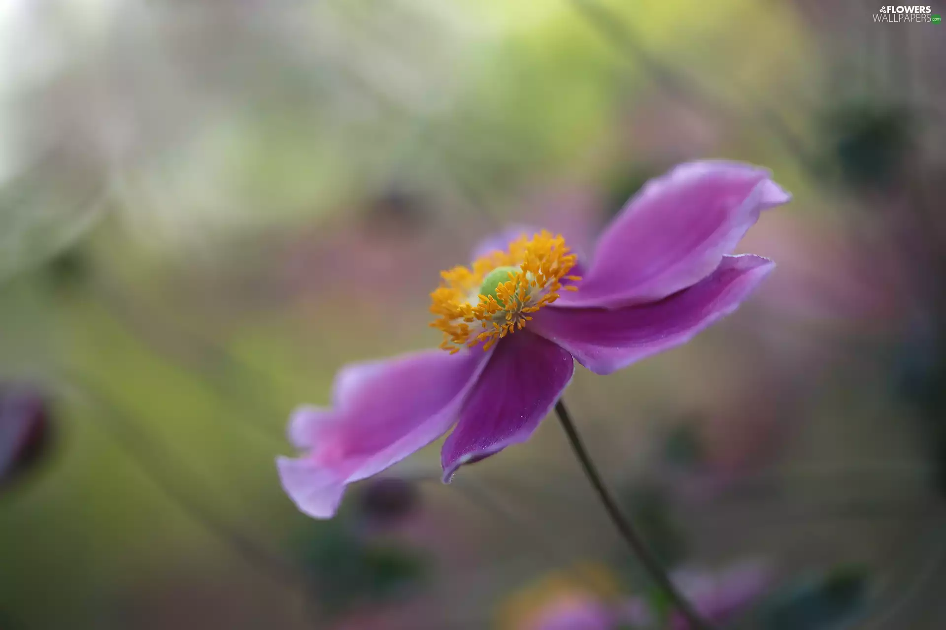 Colourfull Flowers, Japanese anemone, lilac