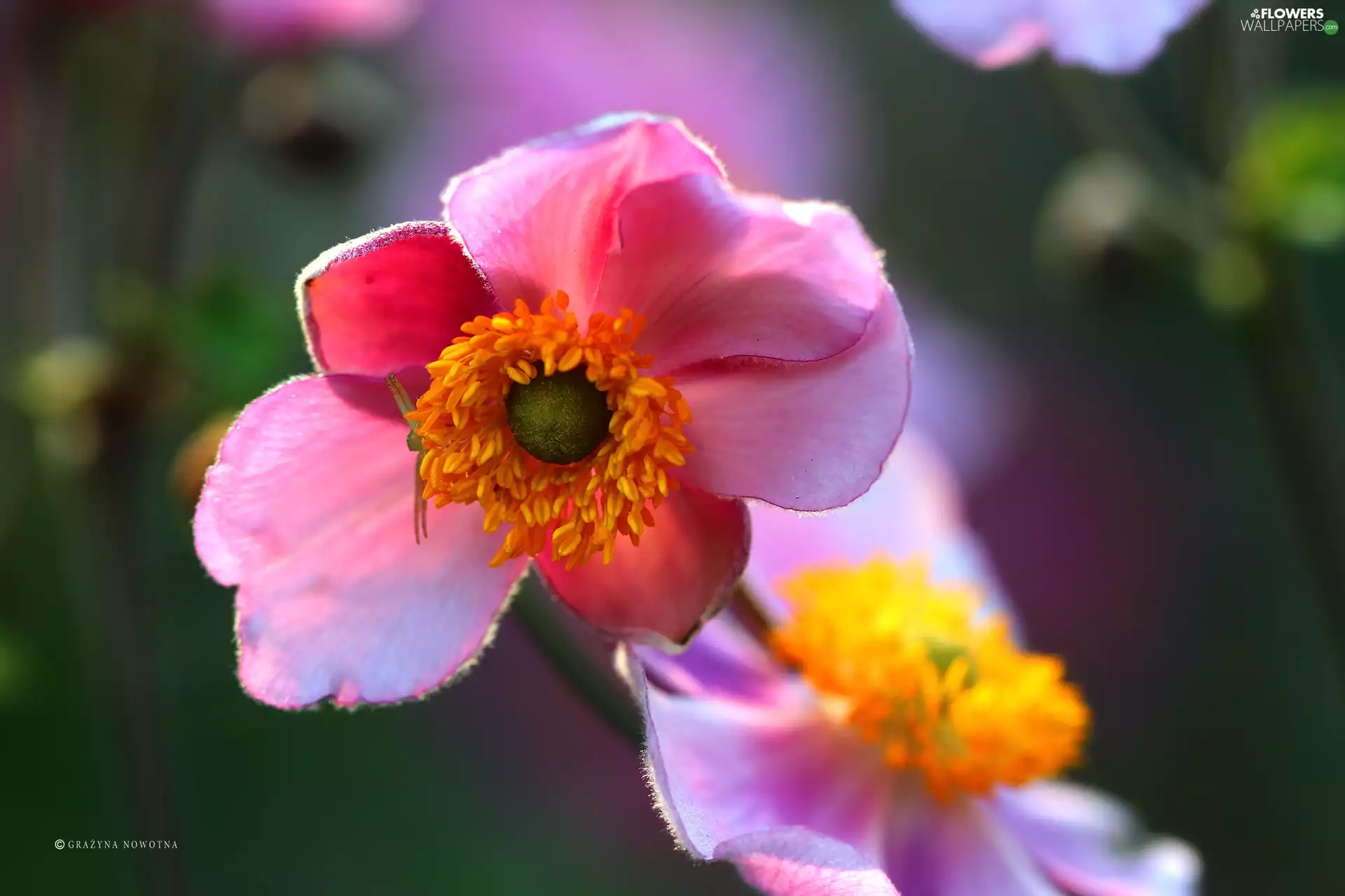 Colourfull Flowers, Japanese anemone, Pink