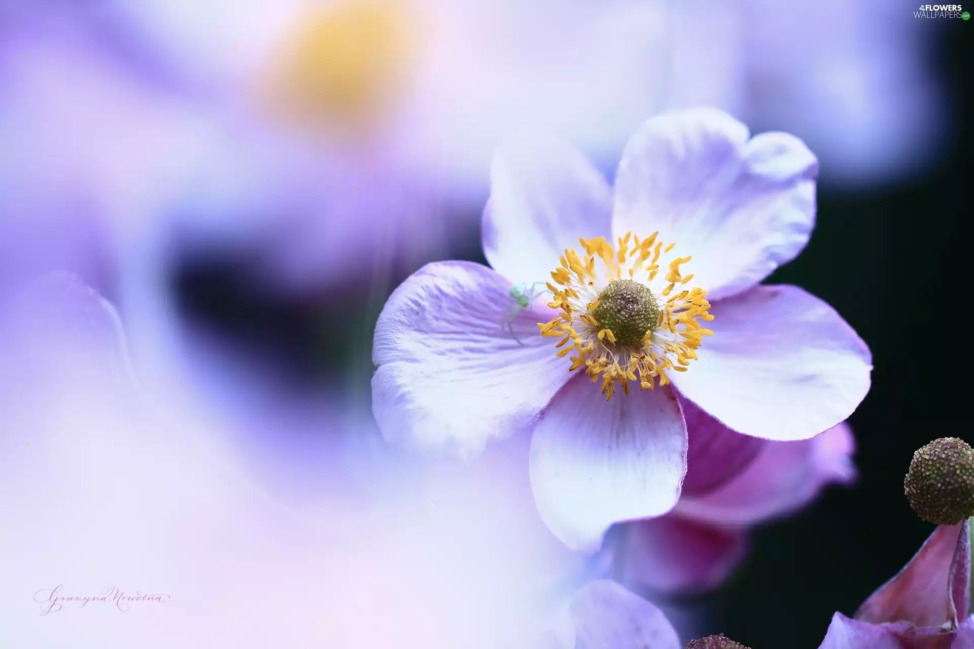 Colourfull Flowers, Japanese anemone, Violet
