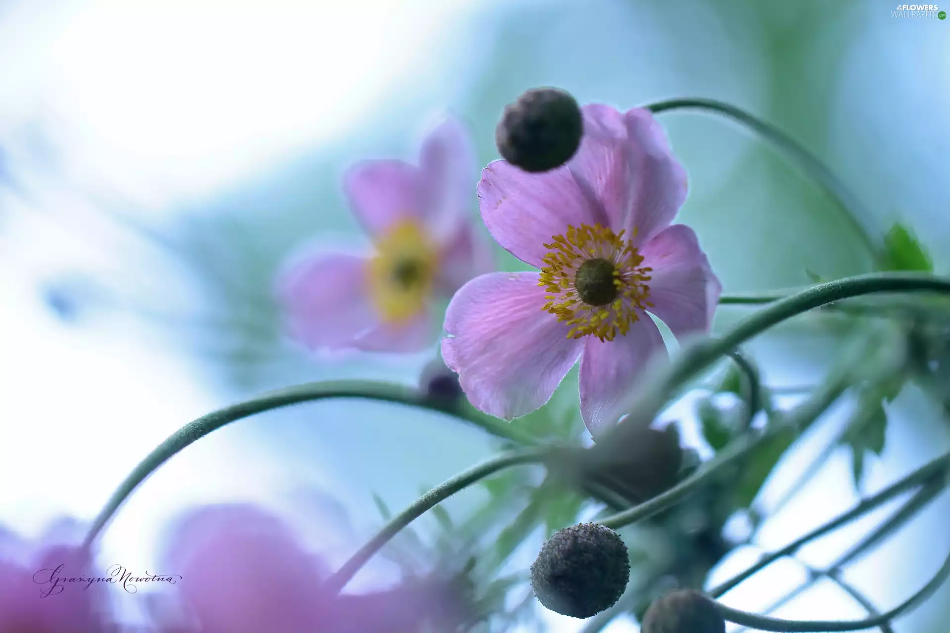 Colourfull Flowers, Japanese anemone, Violet