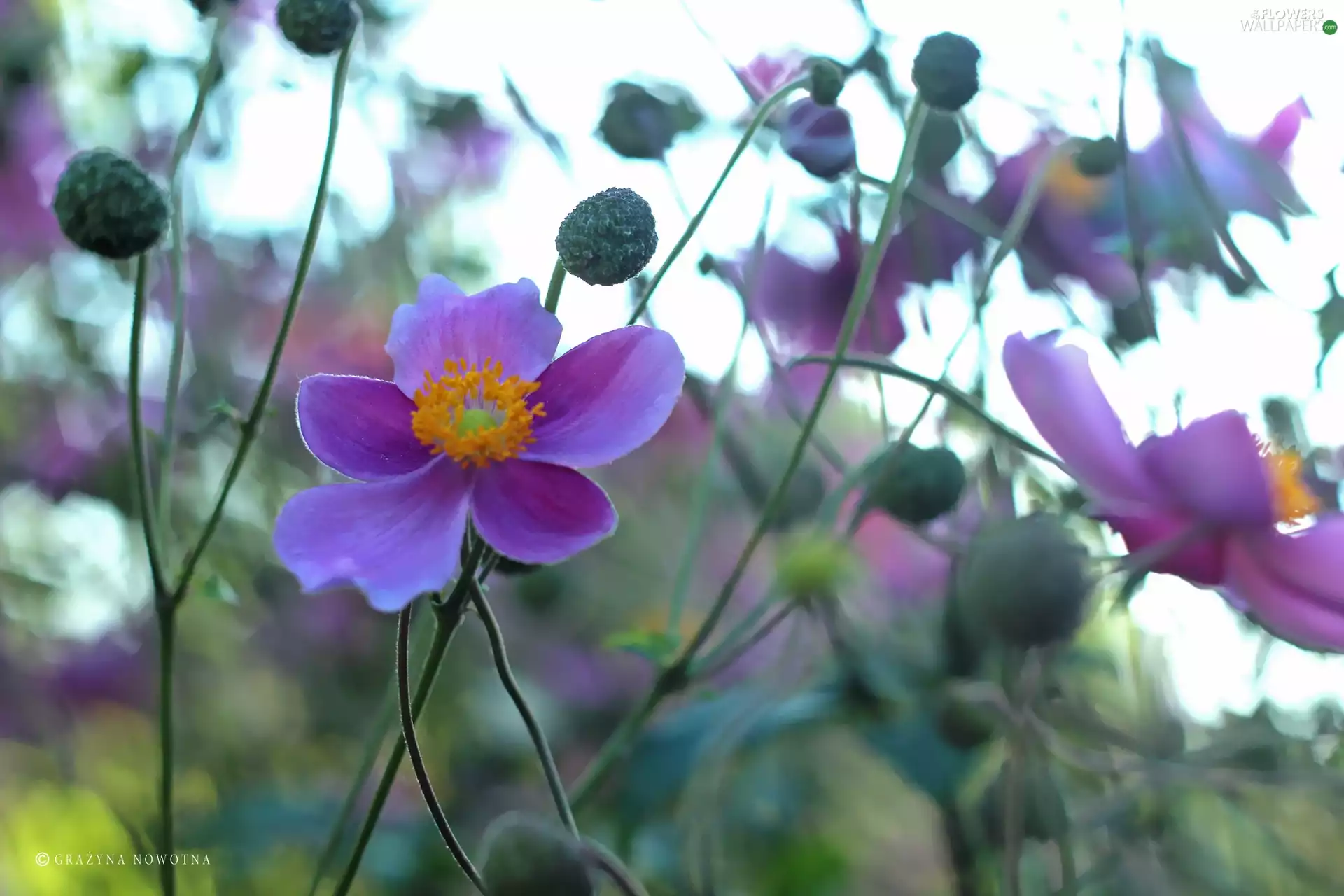 Colourfull Flowers, Japanese anemone, Violet