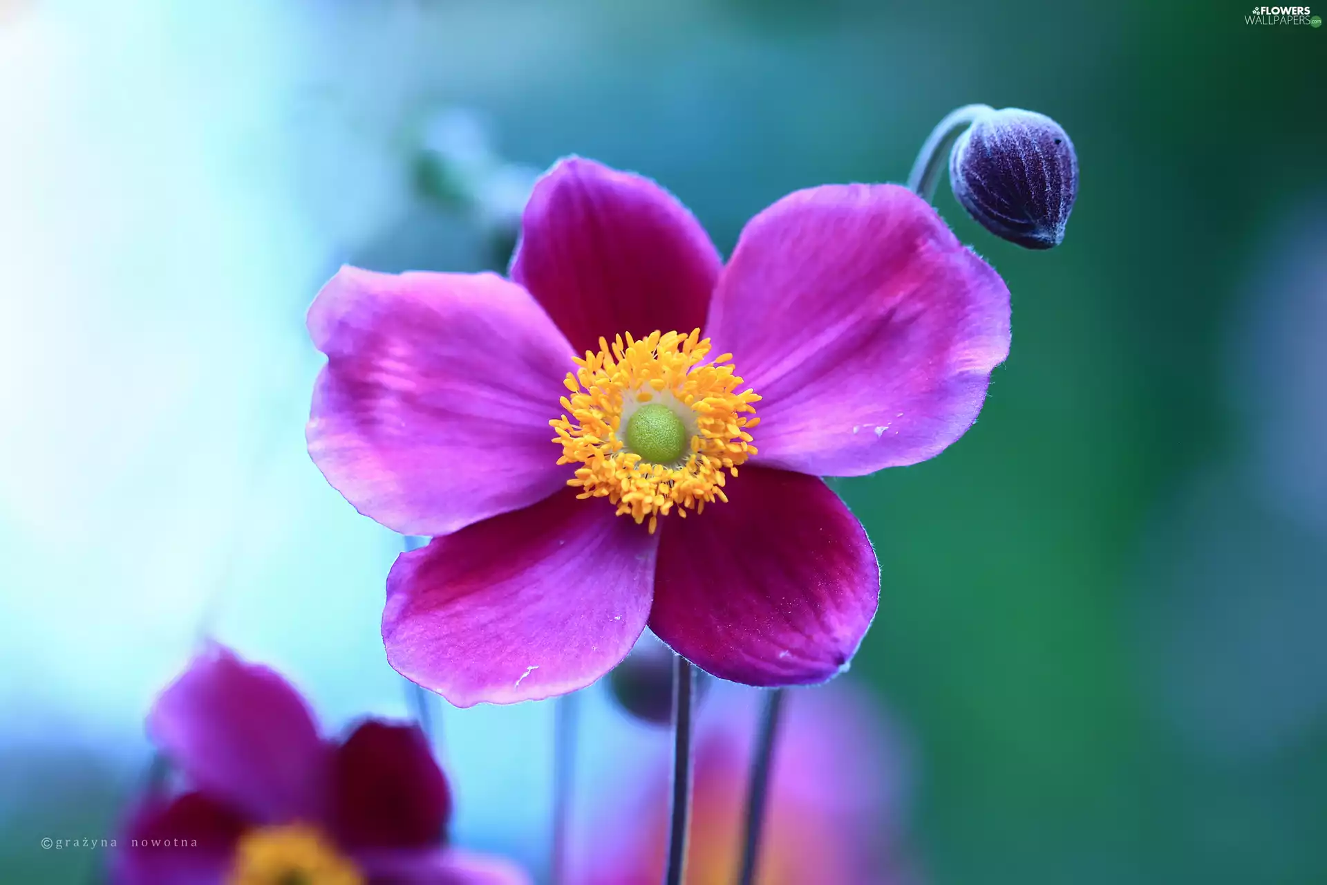 Colourfull Flowers, Japanese anemone, Violet