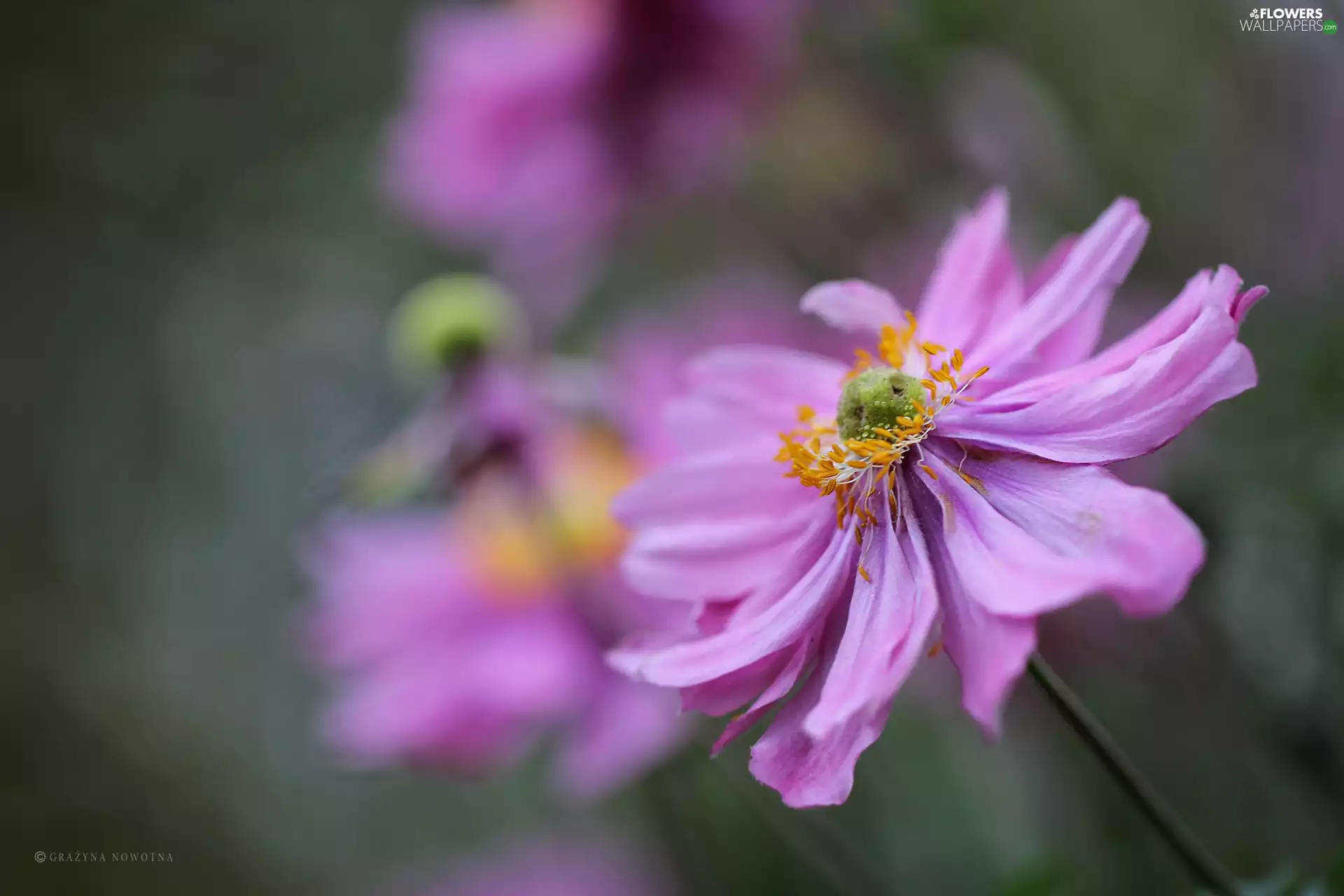 Colourfull Flowers, Japanese anemone, Violet