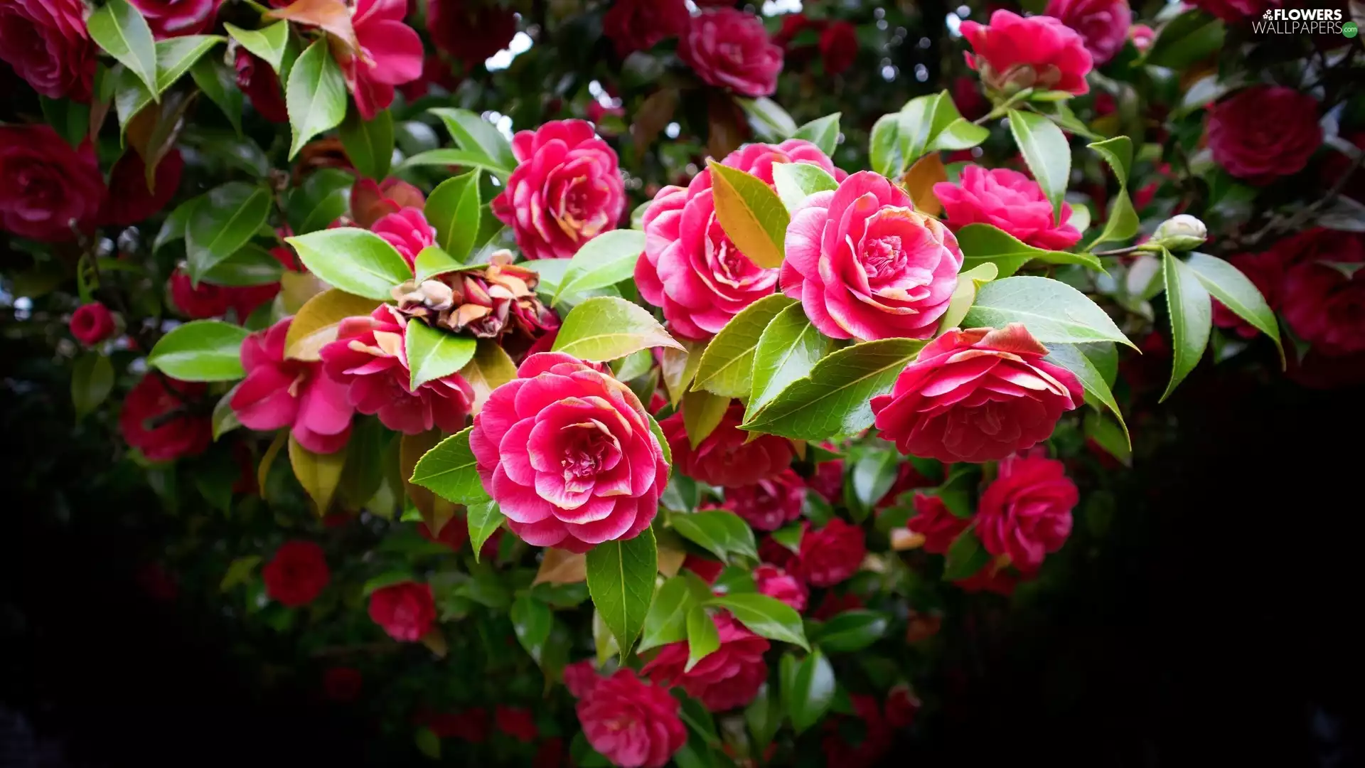 Leaf, Bush, Pink, Flowers, Camellia Japonica