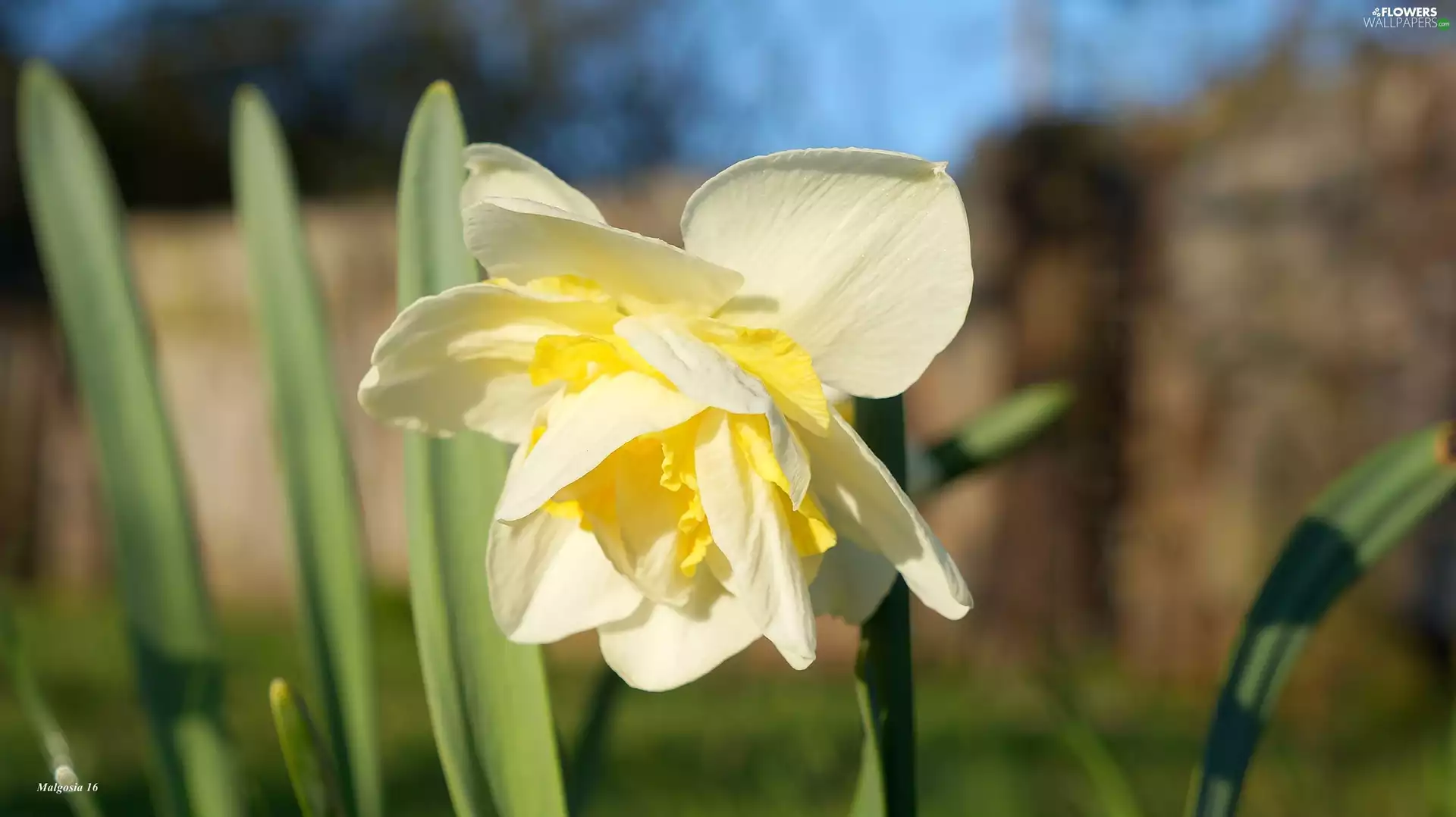 jonquil, spring, Colourfull Flowers