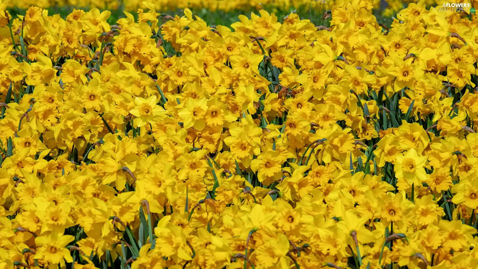 Flowers, Jonquil