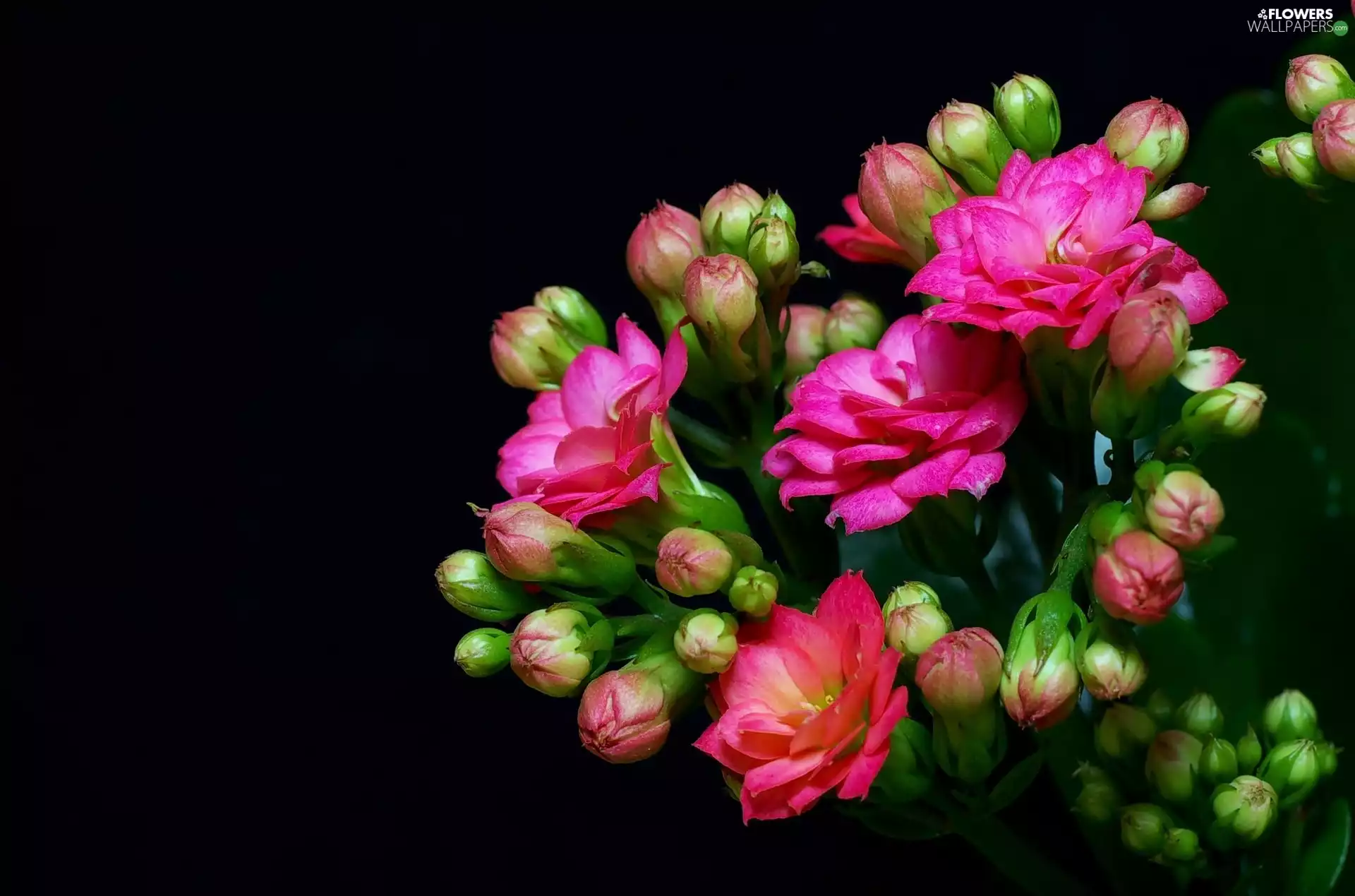 Flowers, Kalanchoe