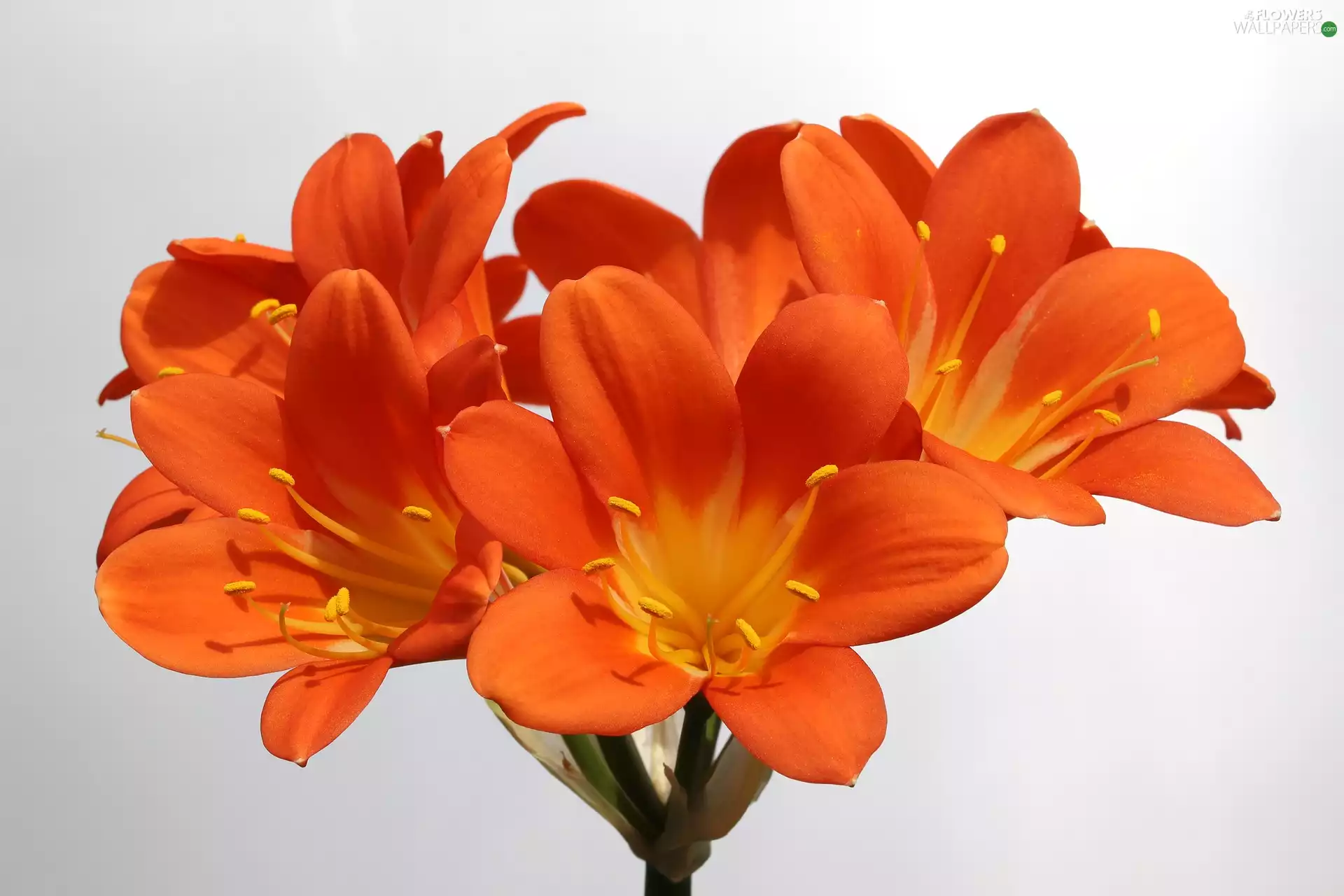 Kliwia, Orange, Colourfull Flowers
