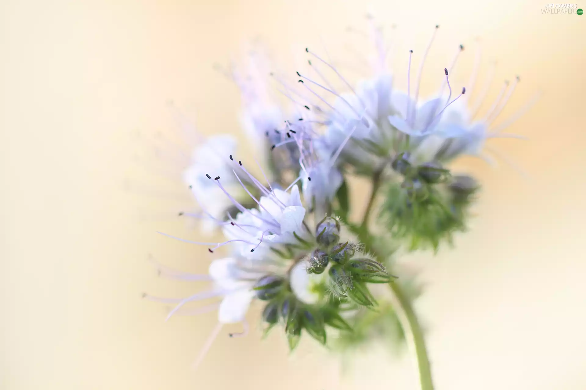 Lacy Phacelia, Colourfull Flowers