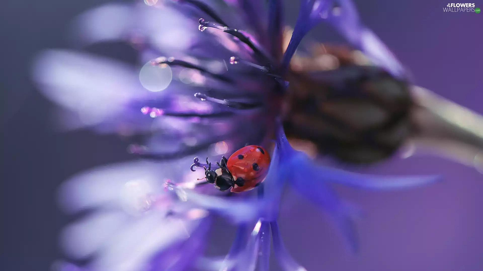 Colourfull Flowers, ladybird, Close, Chaber