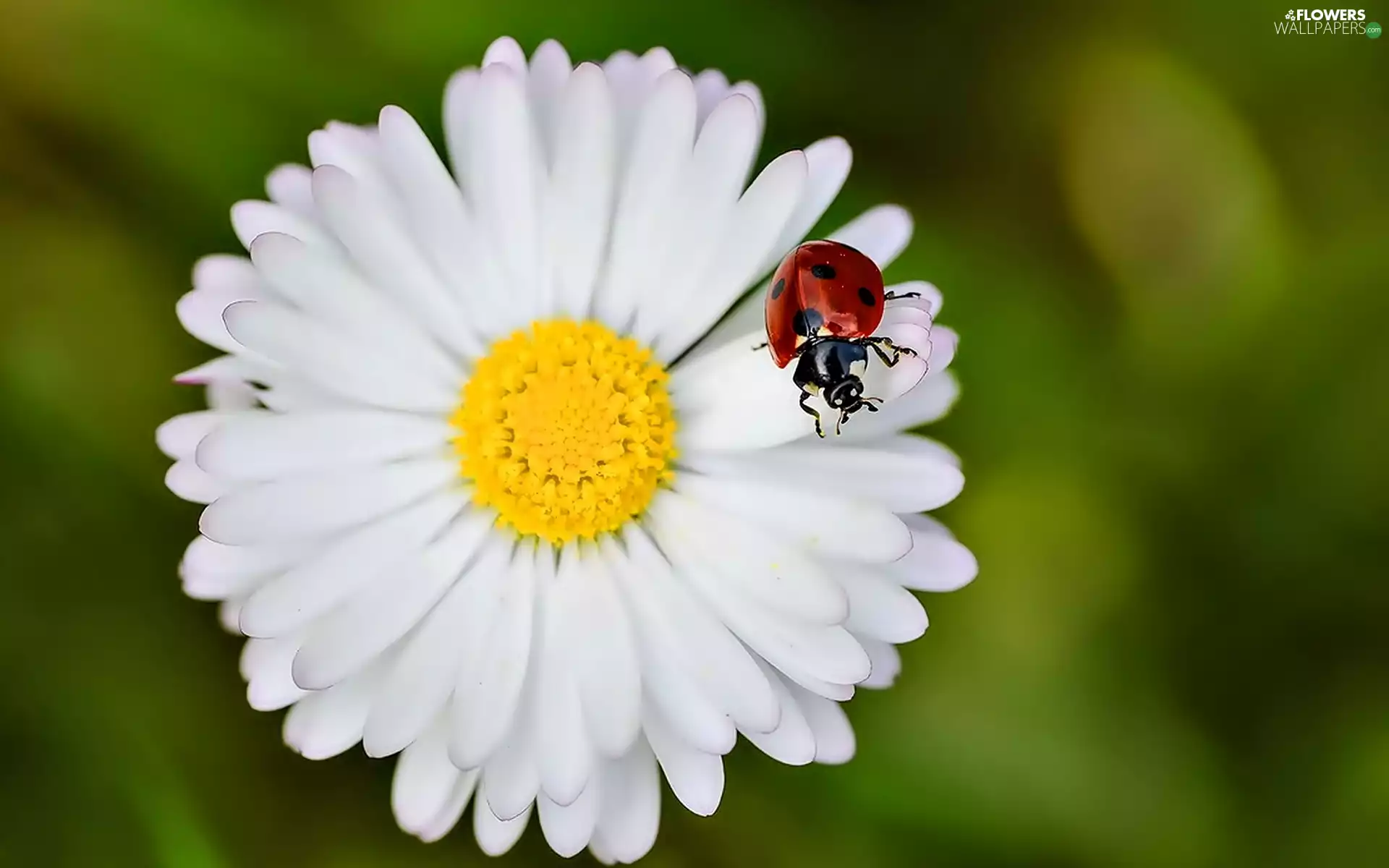 ladybird, White, Colourfull Flowers