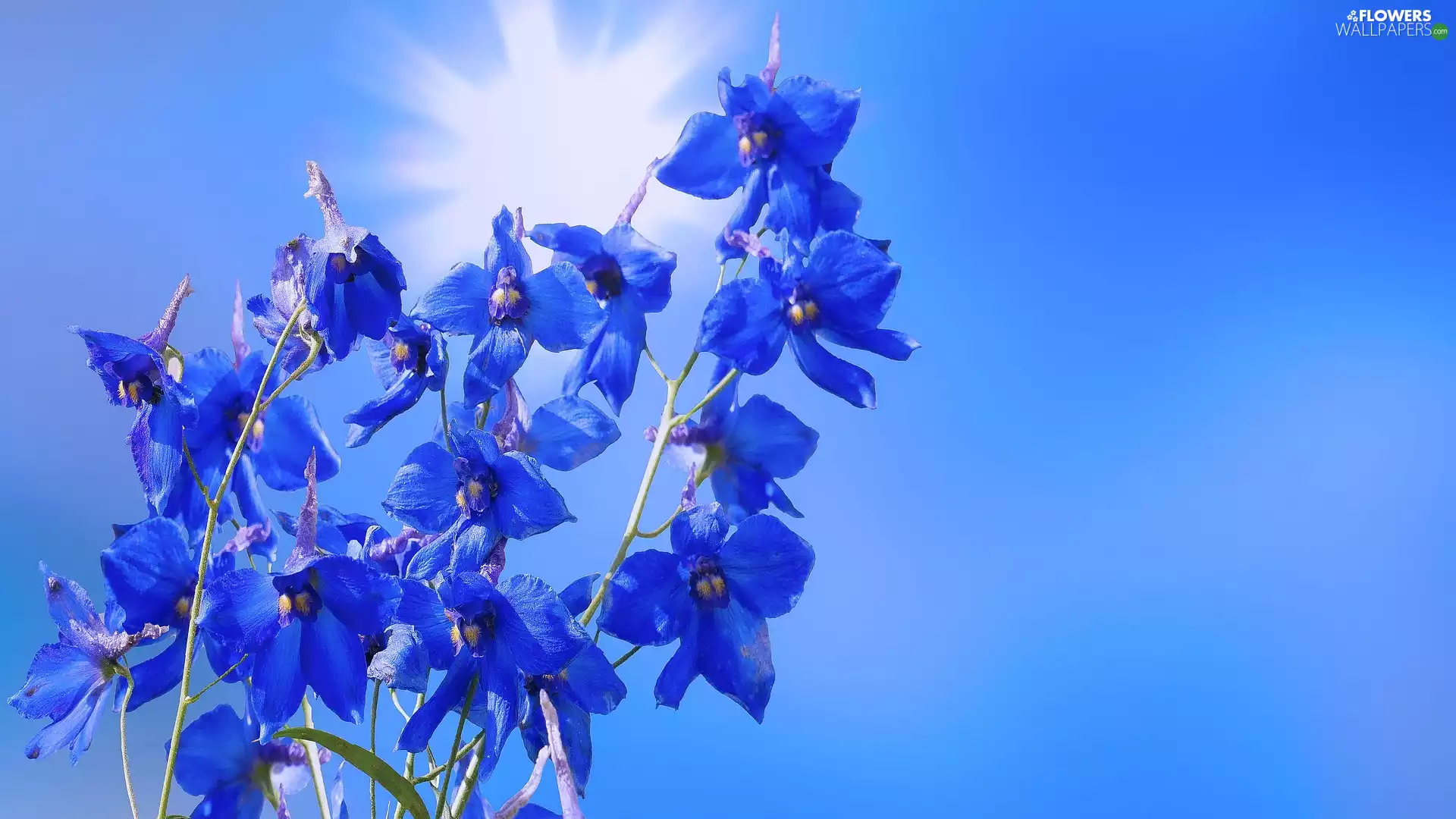 larkspur, blue, Colourfull Flowers