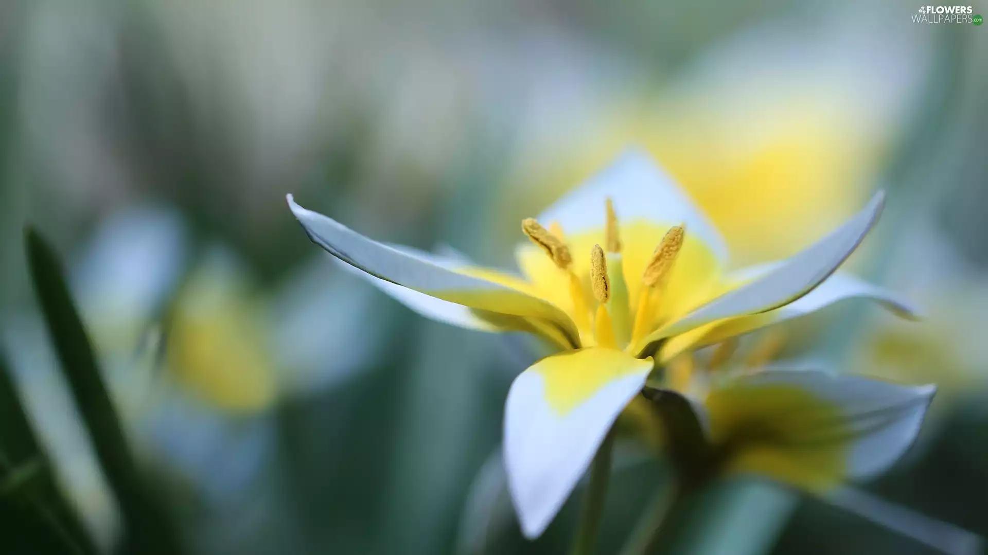 Colourfull Flowers, Late Tulip, Yellow