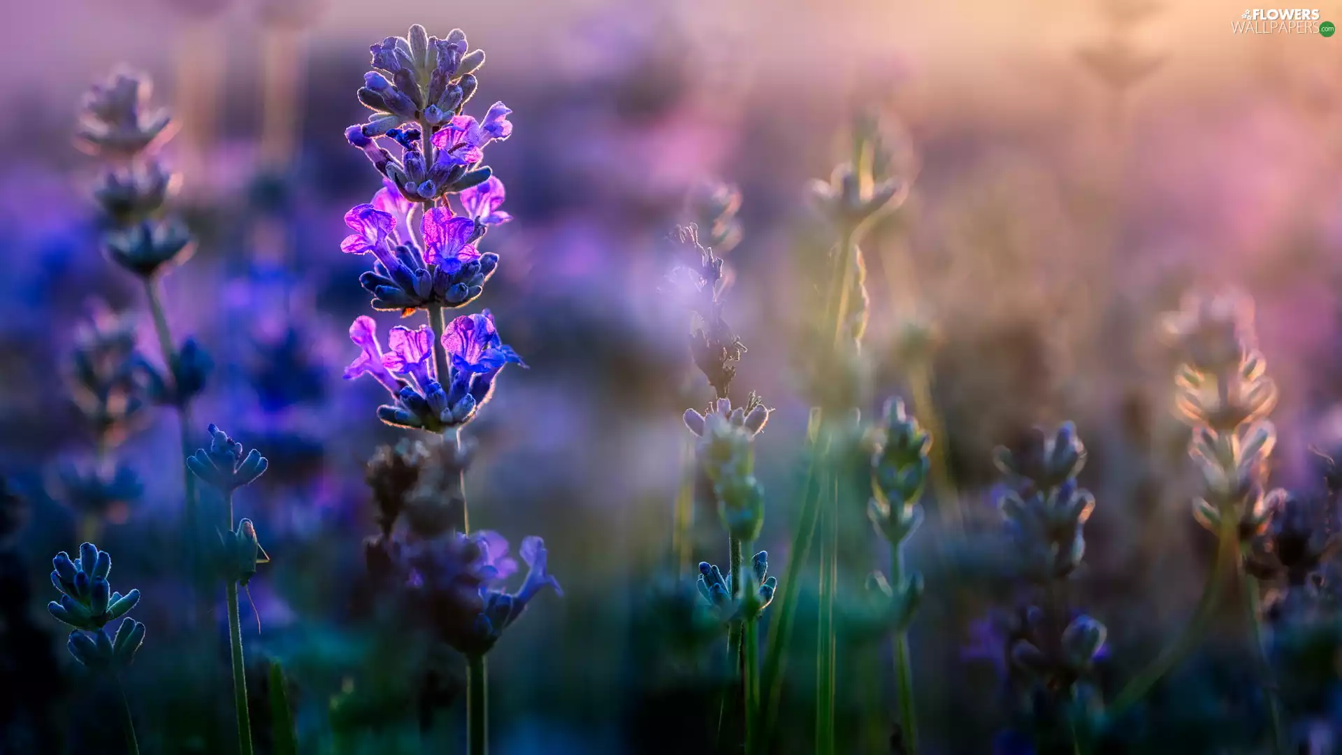 lavender, Violet, Colourfull Flowers