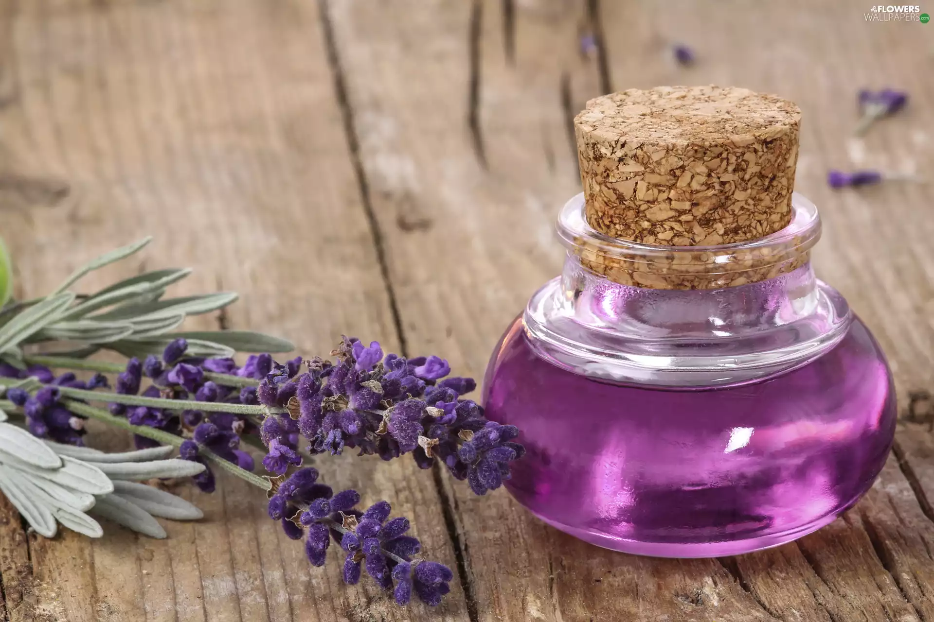 lavender, Lavender Oil, Flowers