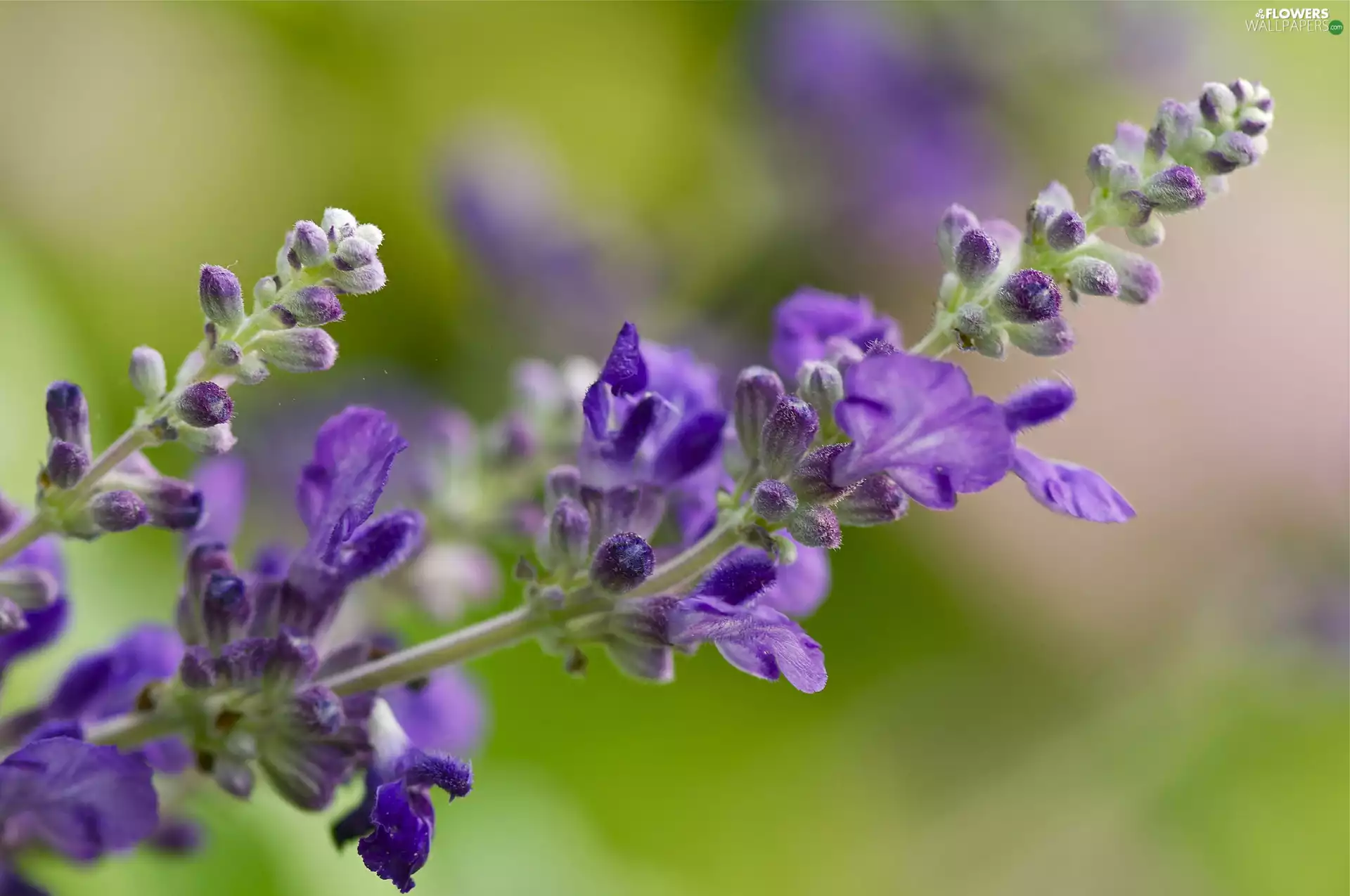 Flowers, lavender