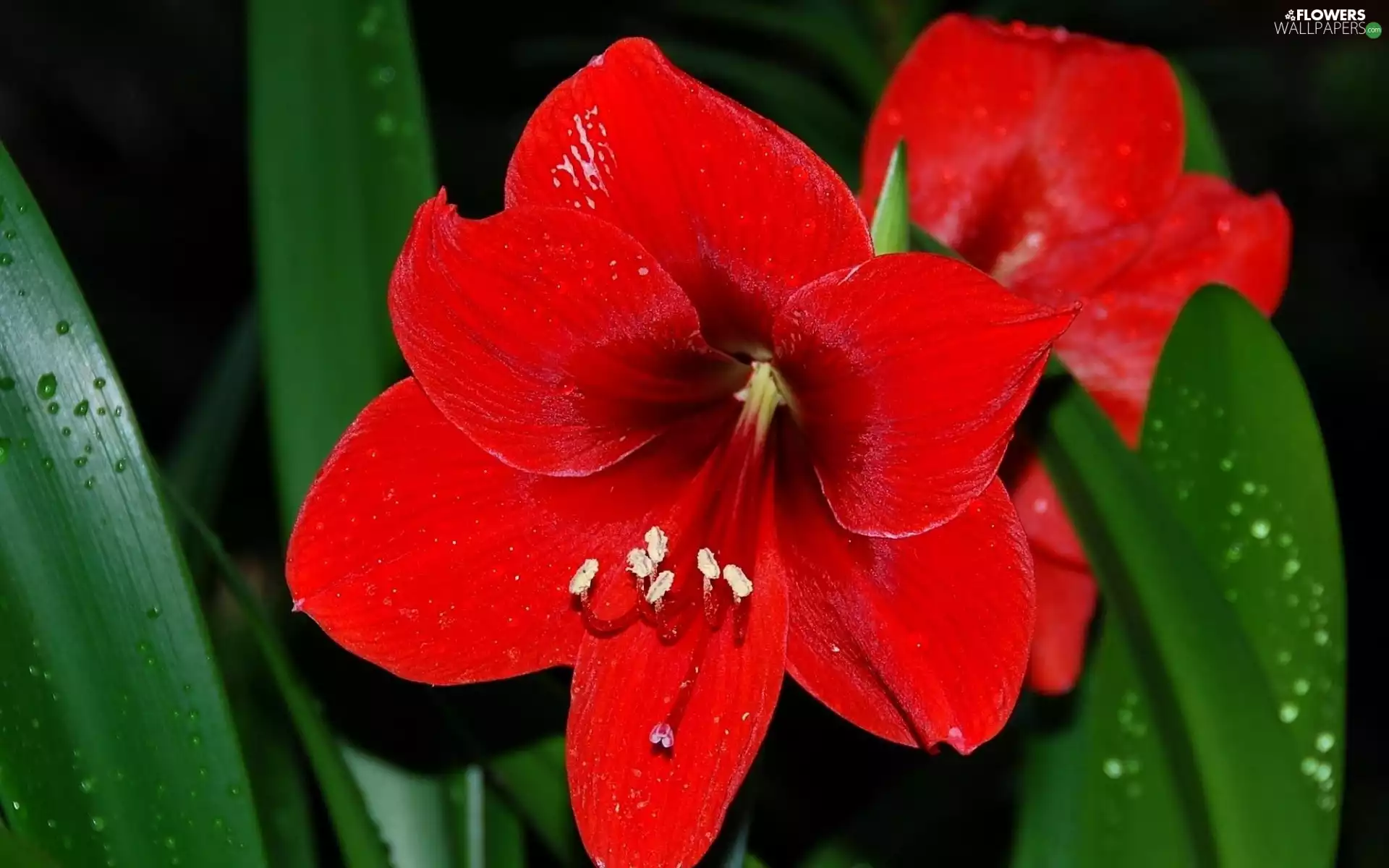 Colourfull Flowers, Leaf, dew, amaryllis