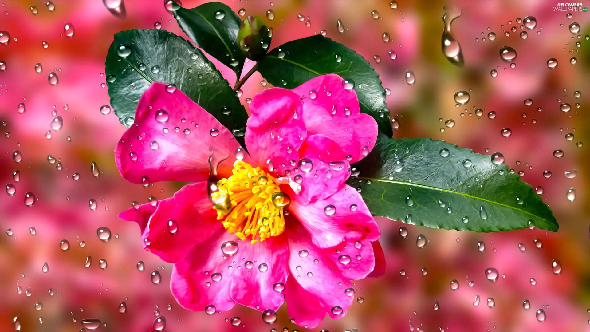 Colourfull Flowers, Leaf, drops, camellia